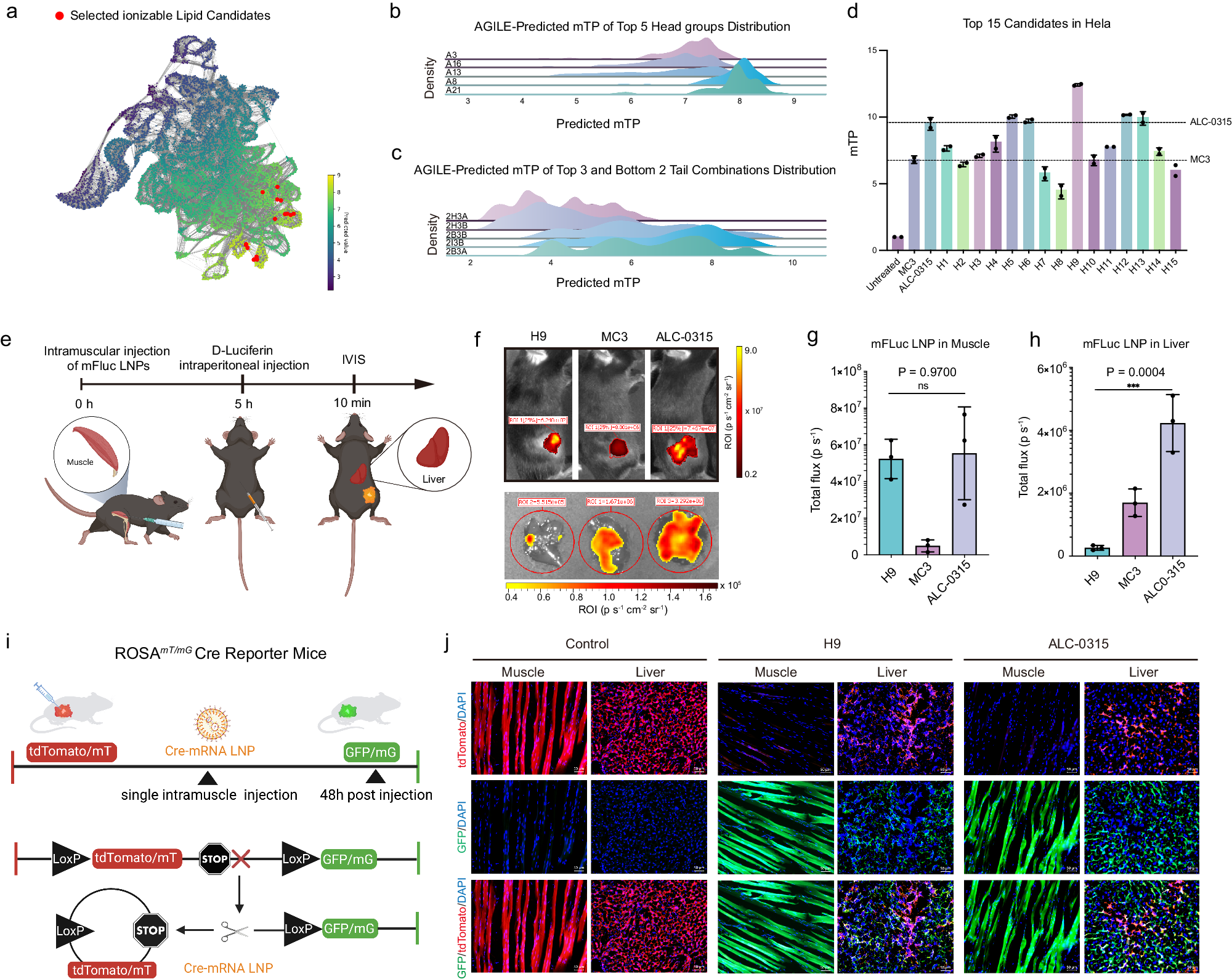 Fig. 3: Model prediction and the validation of the gene editing potential with top-performing mRNA LNPs.