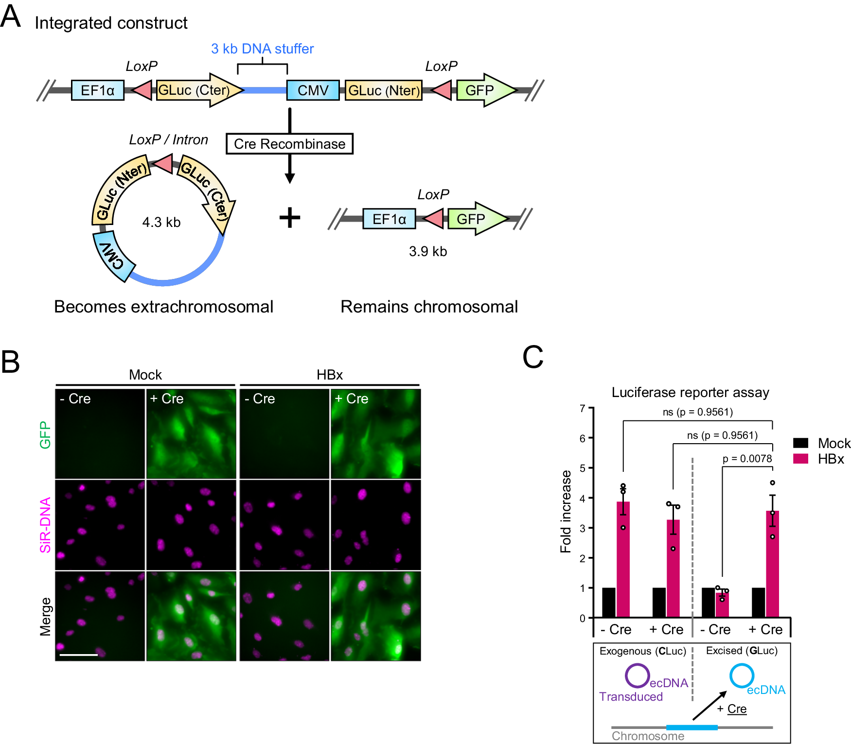 Human Smc5/6 recognises transcription-generated positive DNA 