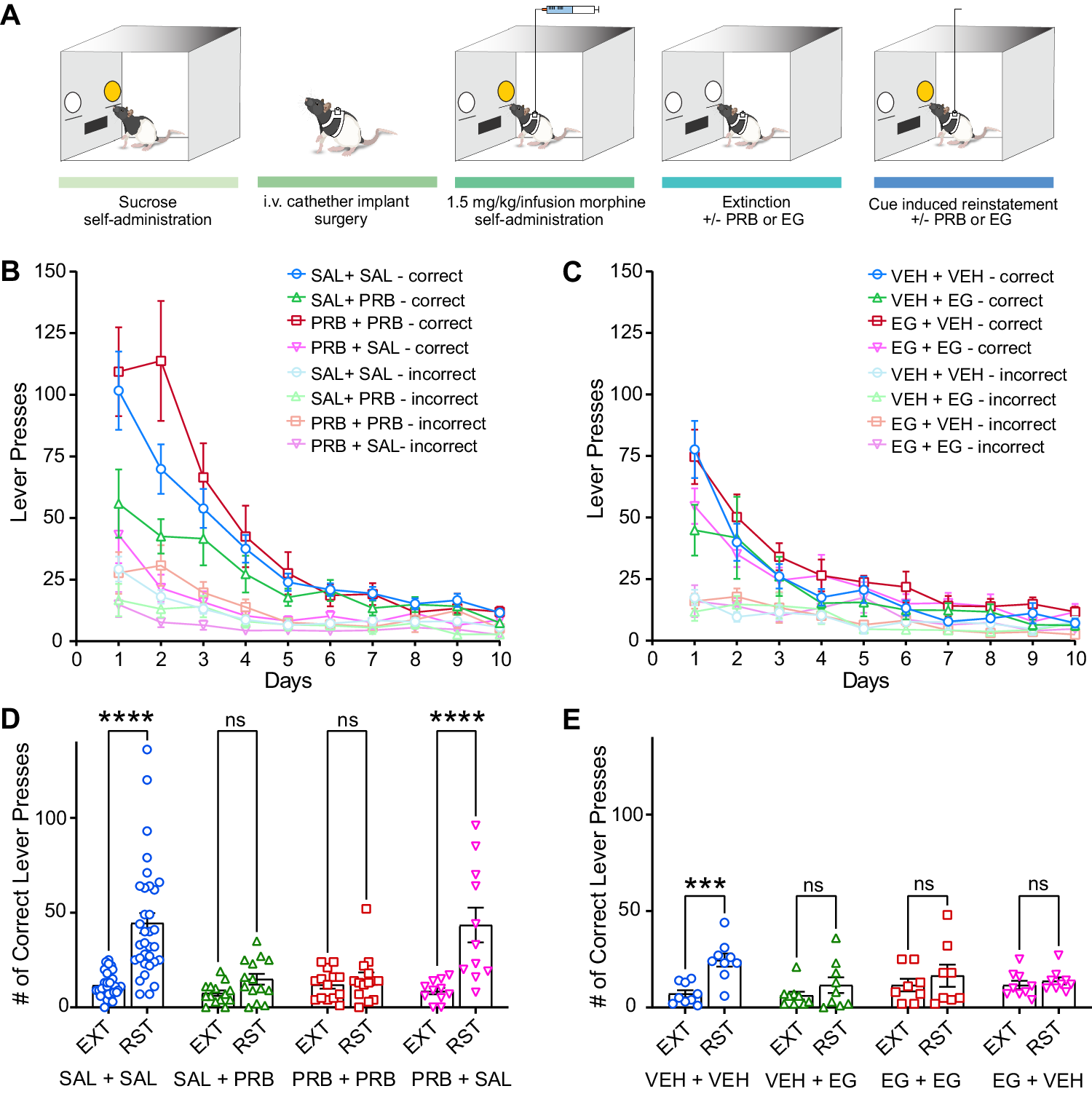 Fig. 6: Panx1 inhibition reduces cue-induced morphine seeking behaviours.