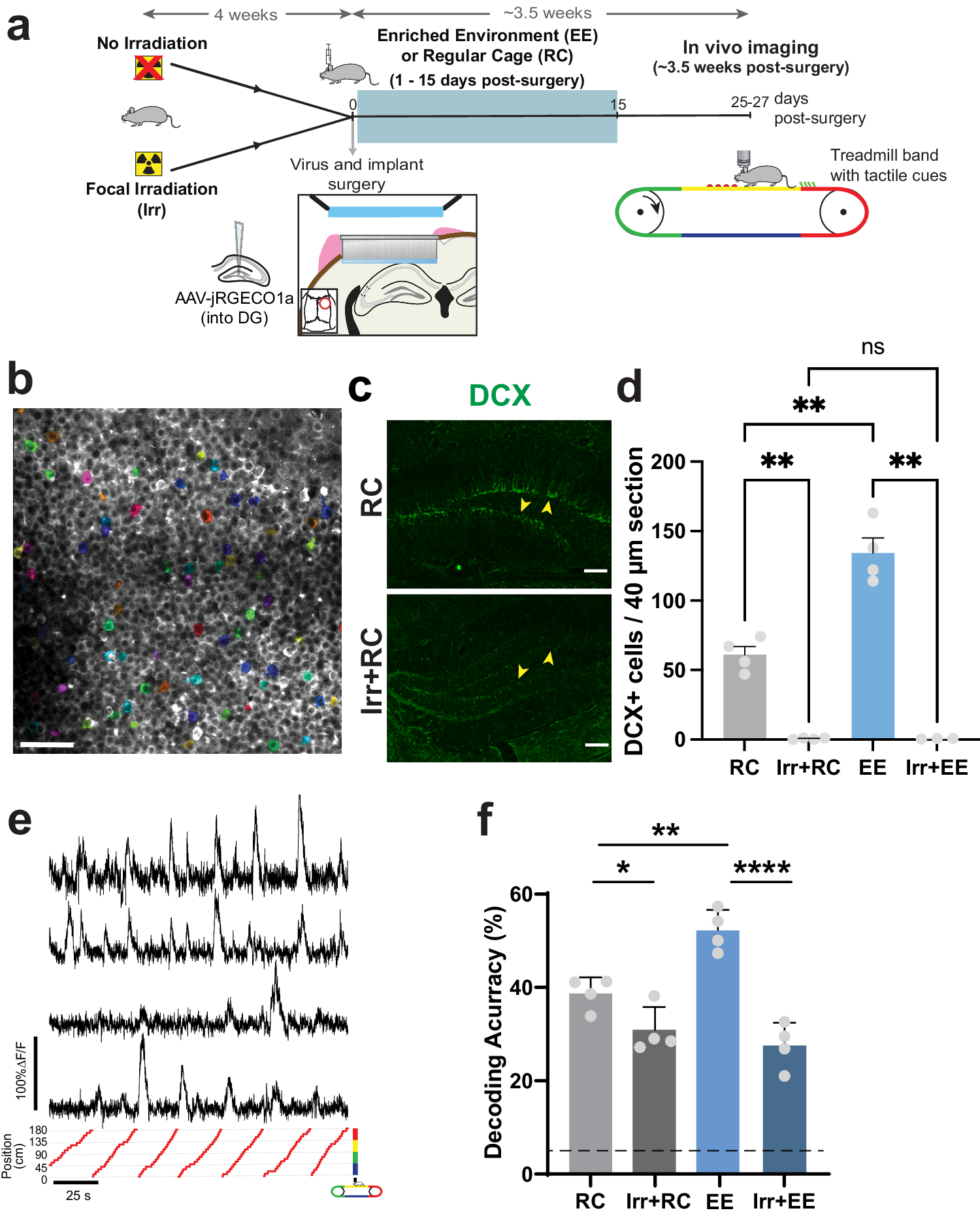 Fig. 1: Environmental enrichment increases spatial information encoding in the DG but this effect is blocked in mice with ablated adult neurogenesis.