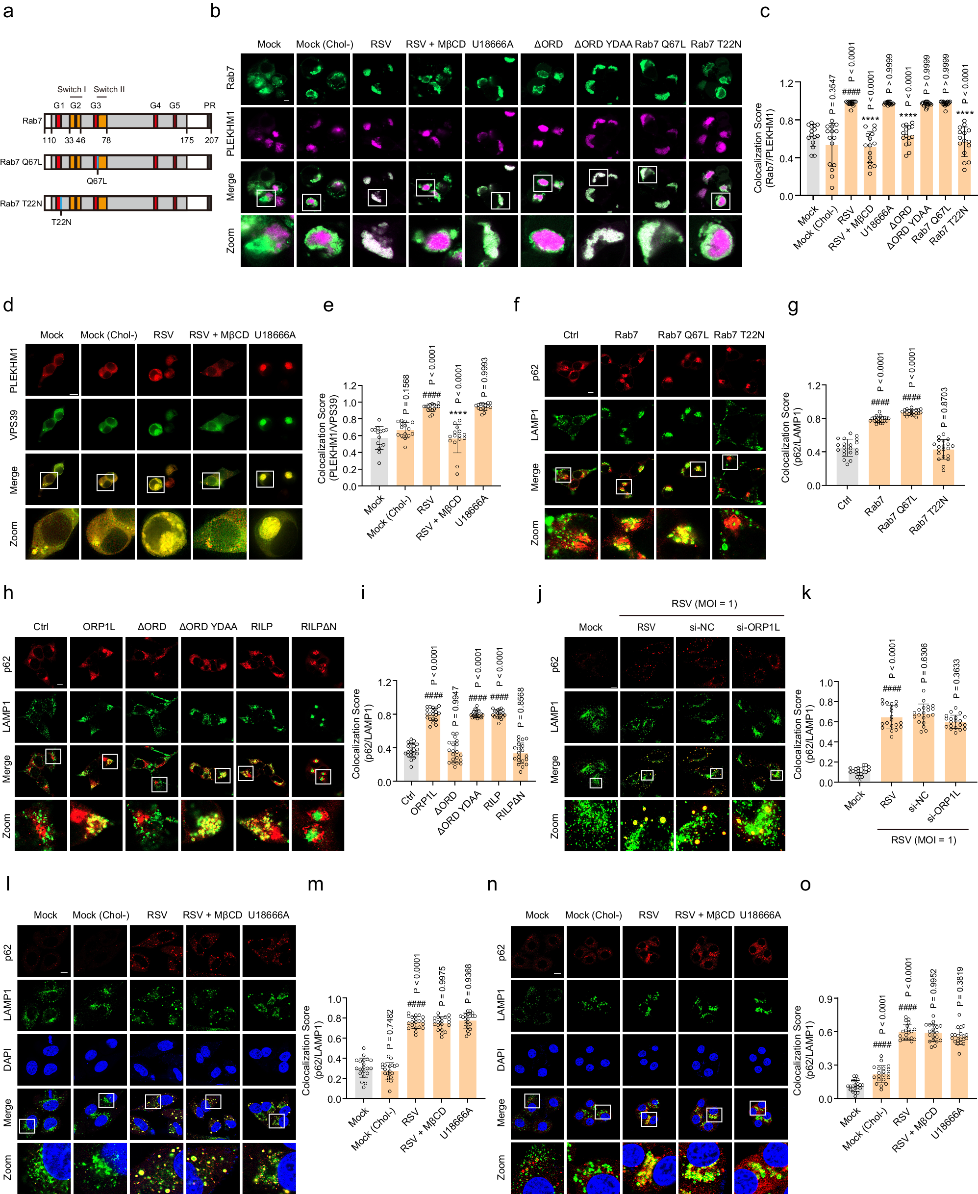 Fig. 5: RSV-induced cholesterol accumulation in lysosomes promotes autolysosome formation by regulating ORP1L.