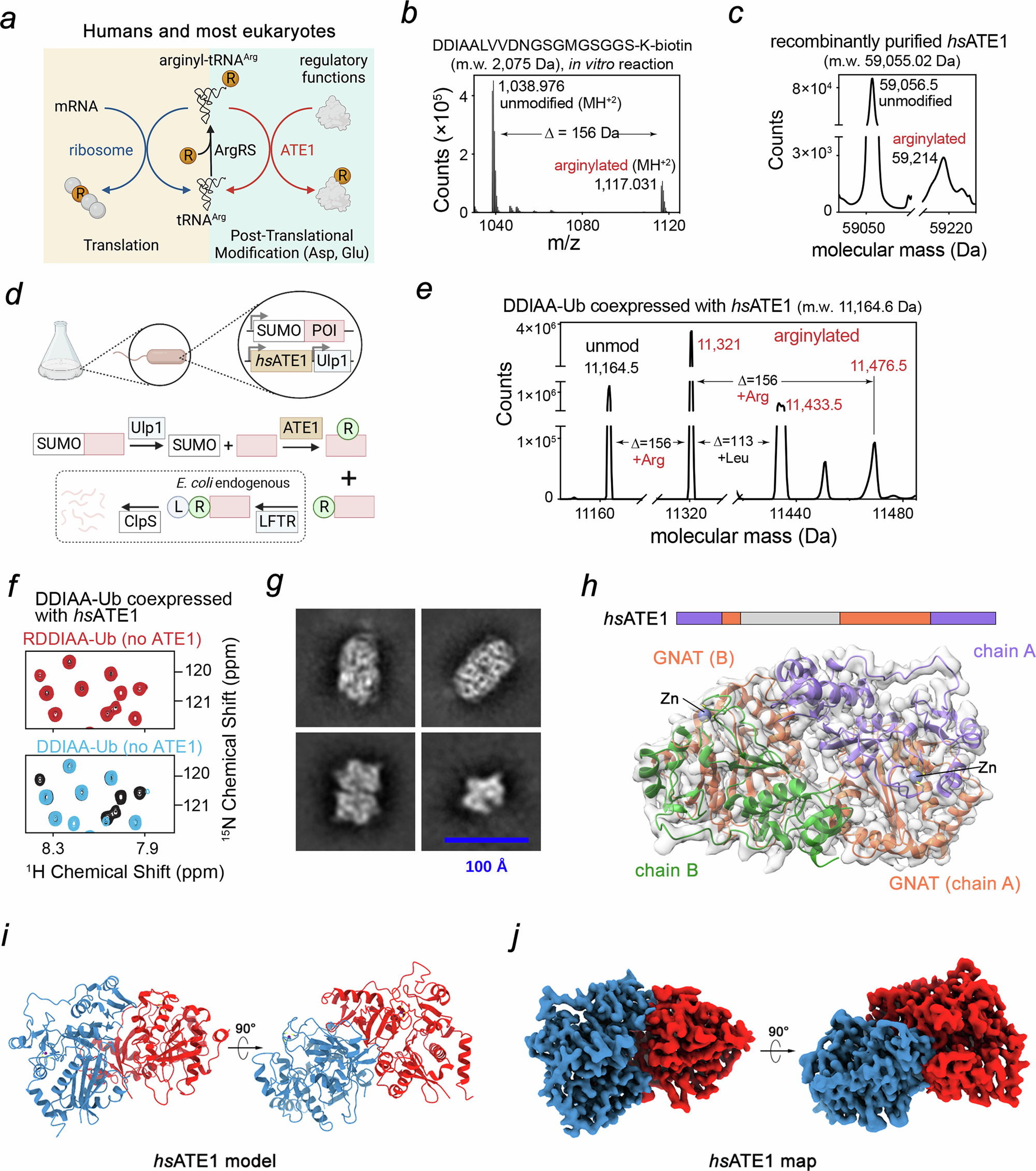 Oligomerization and a distinct tRNA-binding loop are important regulators of human arginyl-transferase function | Nature Communications oligomerization-and-a-distinct-trna-binding-loop-are-important-regulators-of-human-arginyl-transferase-function-nature-communications