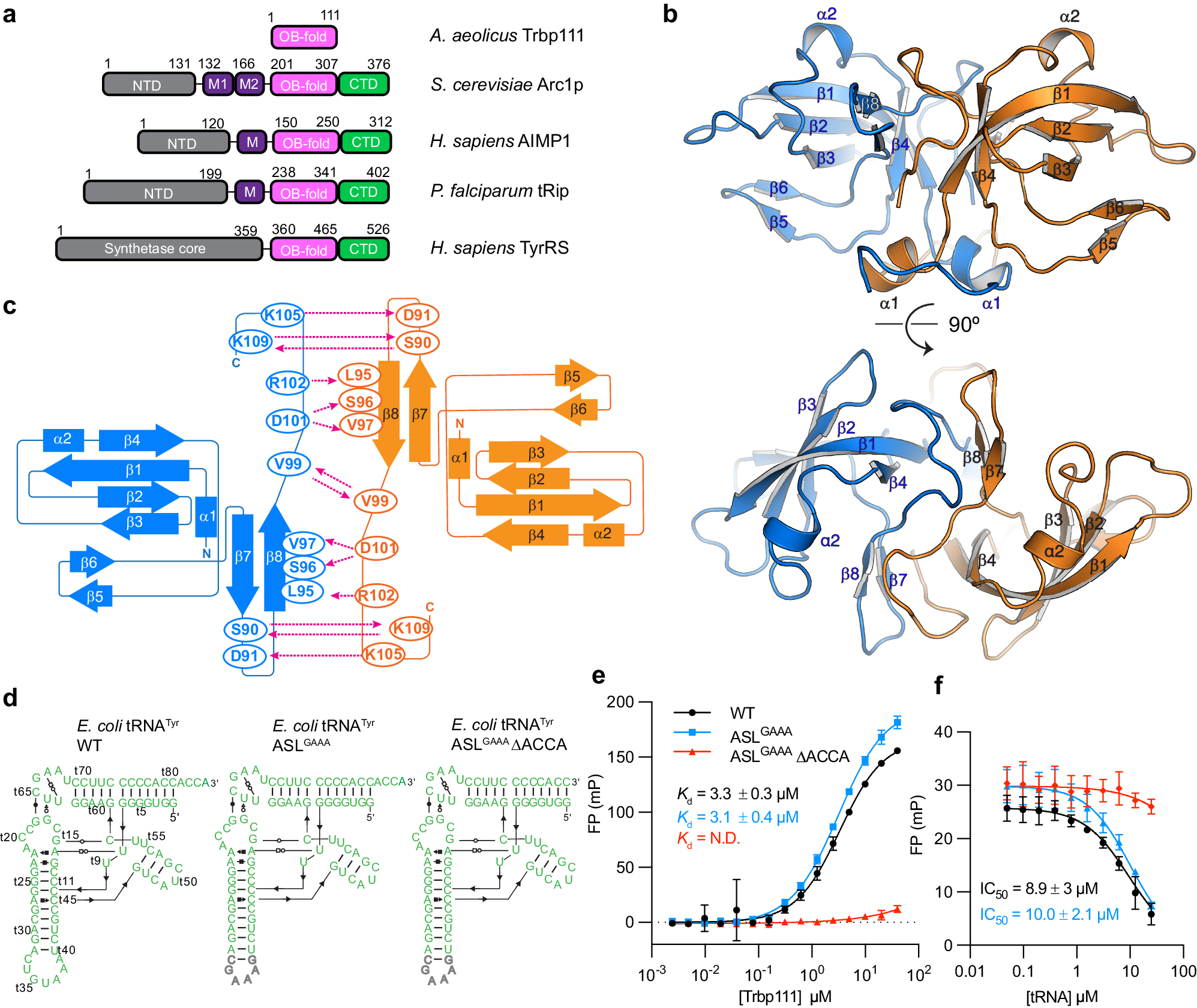 Structural basis of tRNA recognition by the widespread OB fold | Nature Communications structural-basis-of-trna-recognition-by-the-widespread-ob-fold-nature-communications