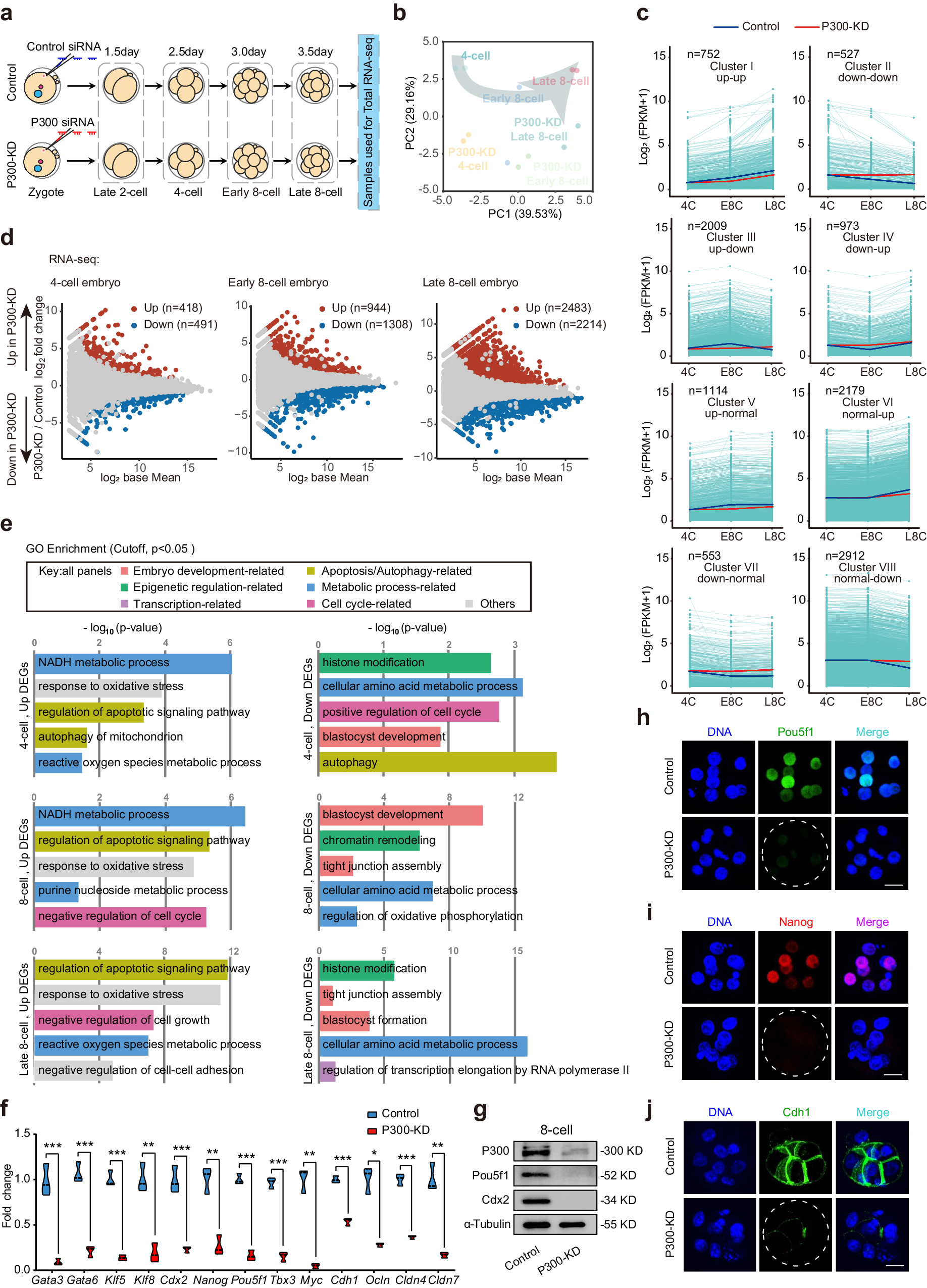 Fig. 2: P300 plays a critical role in determining the gene expression of preimplantation embryos.