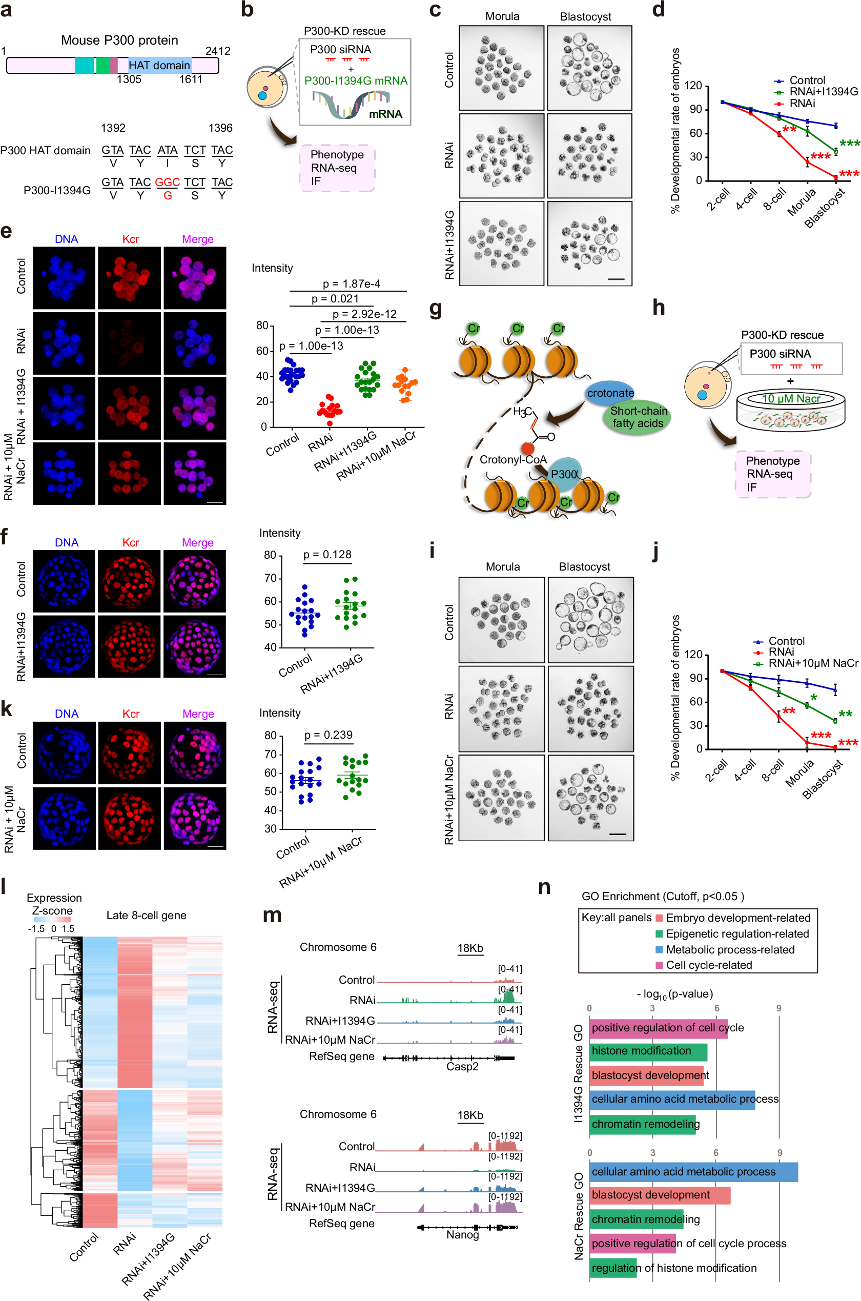 Fig. 5: The rescue of P300 knockdown embryo development by P300-I1394G mutant and crotonate.