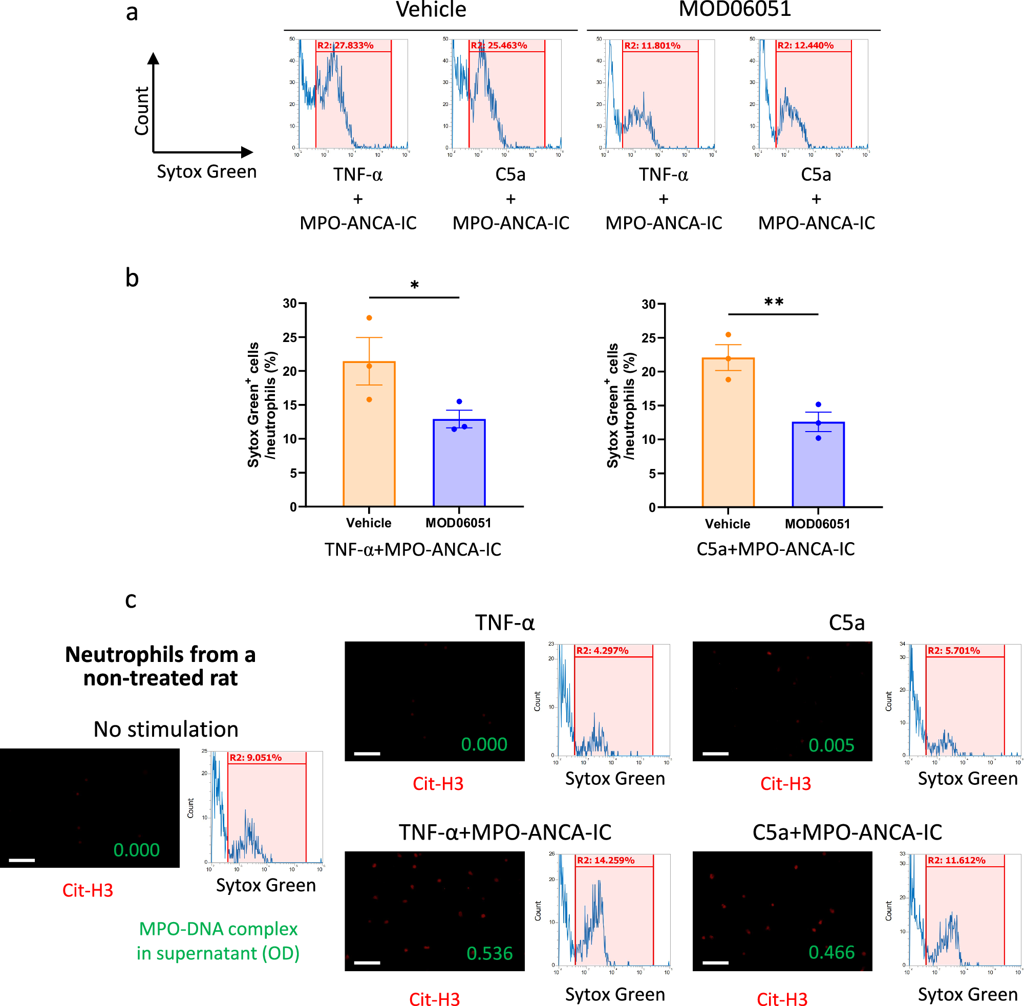 Fig. 2: Reduction in MPO-ANCA-IC-induced NET formation in neutrophils derived from MOD06051-administered normal rats.