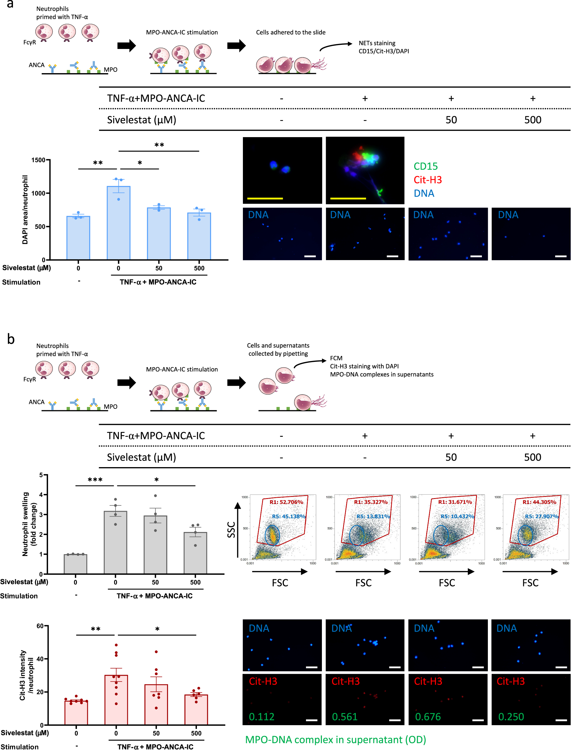 Fig. 3: Suppression of NET formation of TNF-α-primed neutrophils by pharmaceutical inhibition of NE.
