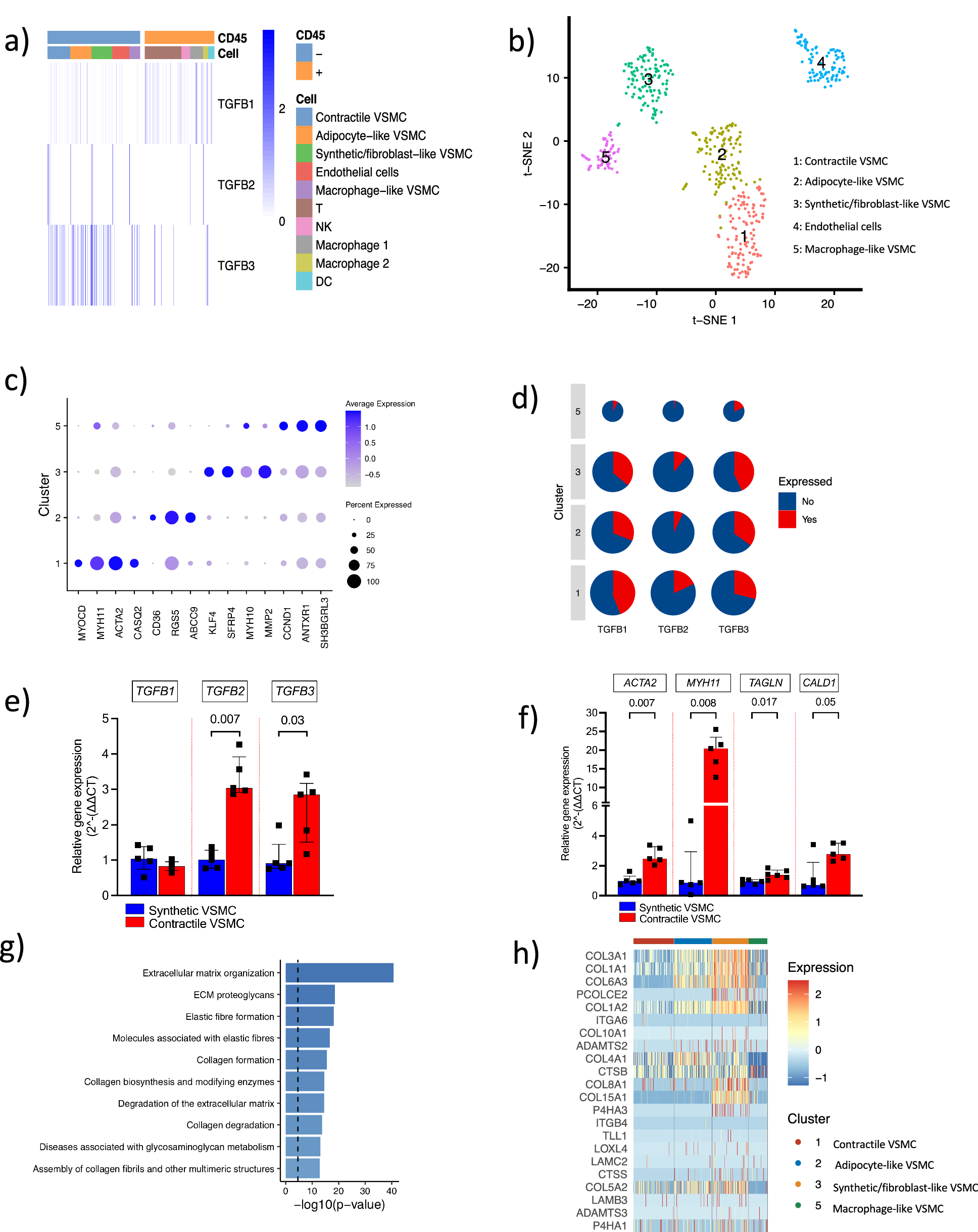 Fig. 3: Four phenotypes of vascular smooth muscle cells are present in the human atherosclerotic plaque and contractile vascular smooth muscle cells are the major source of TGFB2.