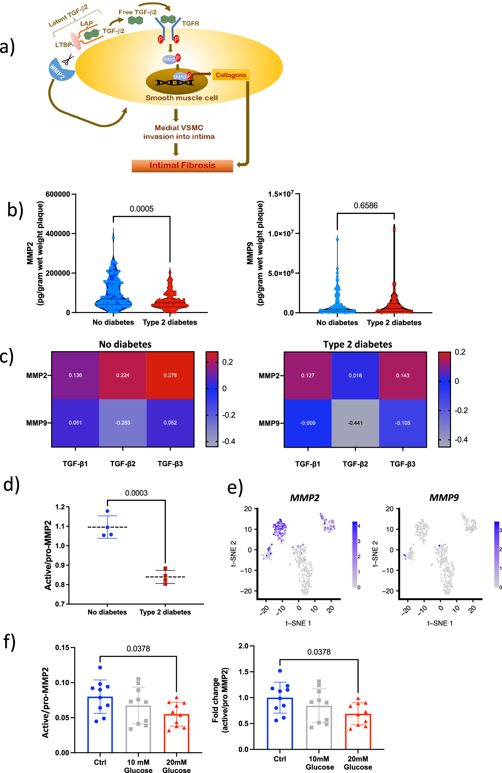 Fig. 5: MMP2 is released from synthetic vascular smooth muscle cells and MMP2 induced TGF-β2 cleavage is reduced by hyperglycemia.