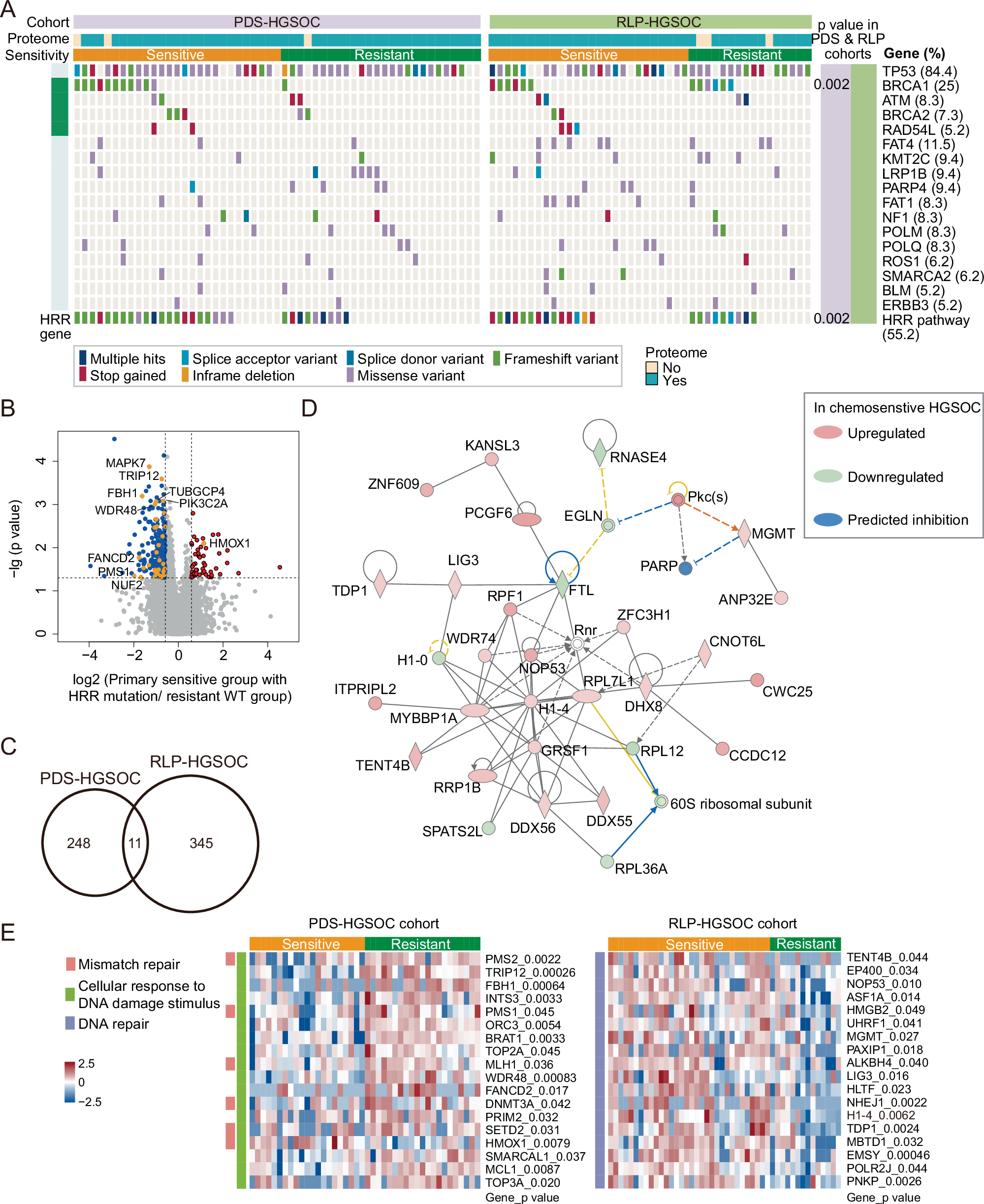 Fig. 6: Integrative analysis of target sequencing and proteome.