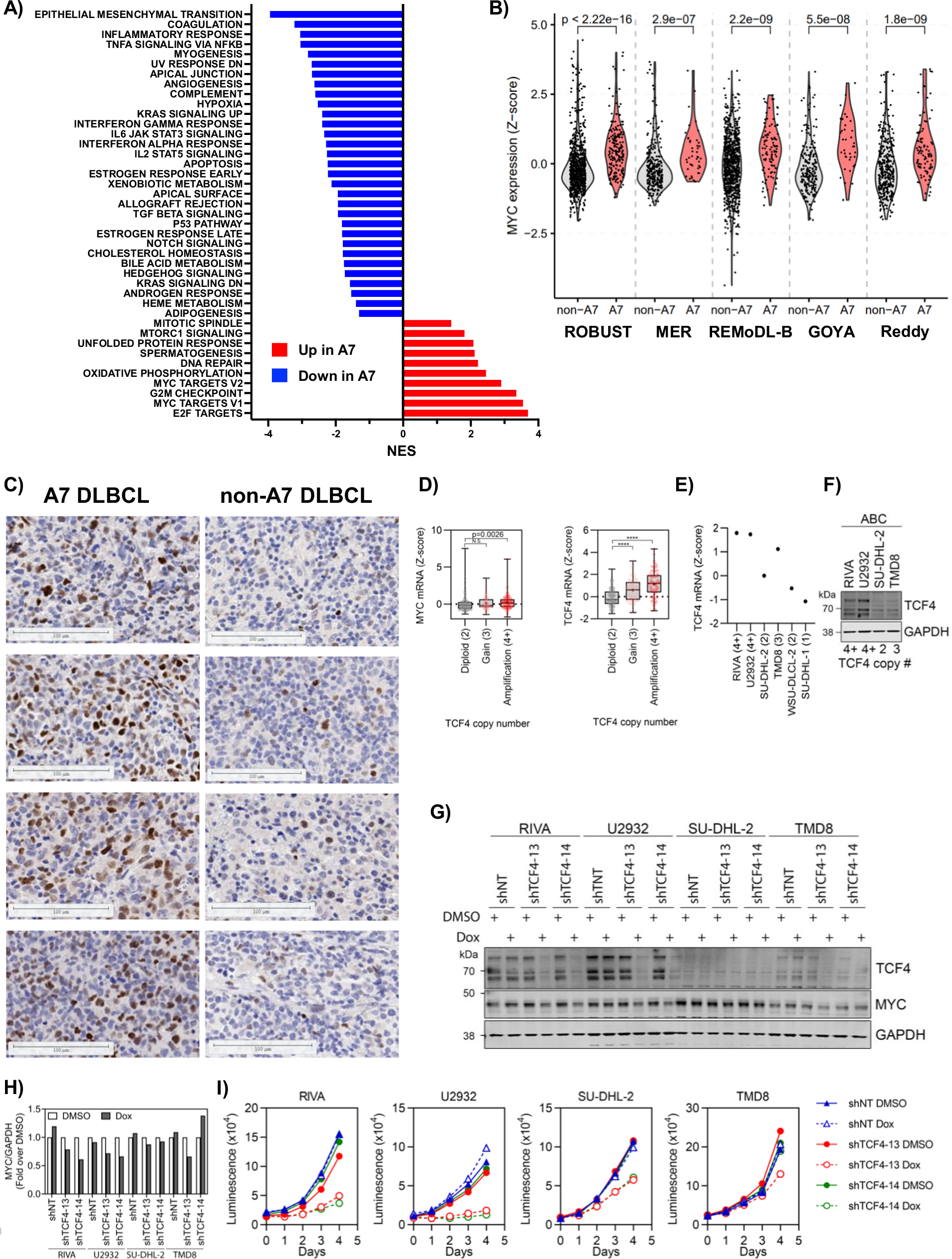 Fig. 5: A7 DLBCL tumors are characterized by high c-myc expression and activity.