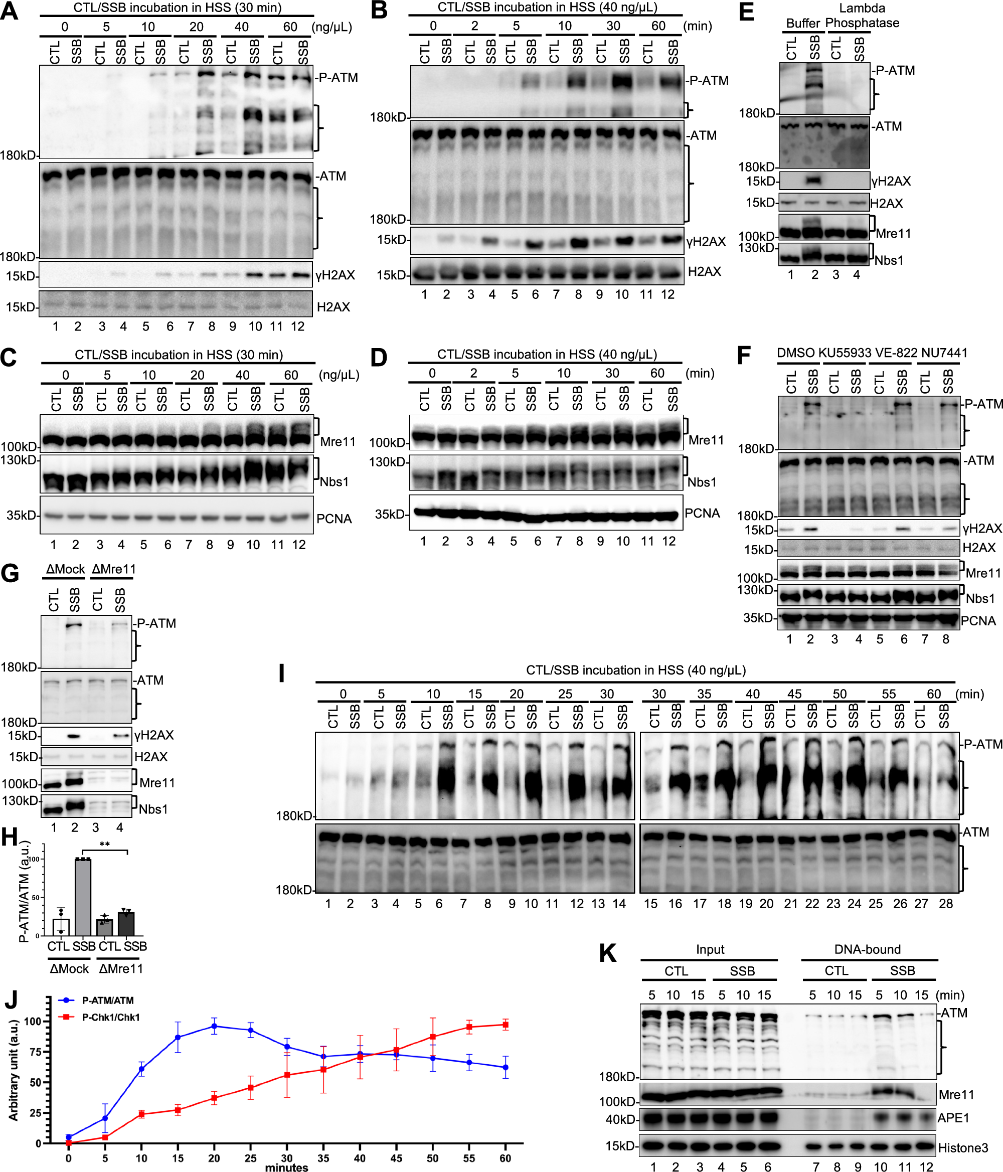 Distinct regulation of ATM signaling by DNA single-strand breaks and APE1 | Nature Communications distinct-regulation-of-atm-signaling-by-dna-single-strand-breaks-and-ape1-nature-communications
