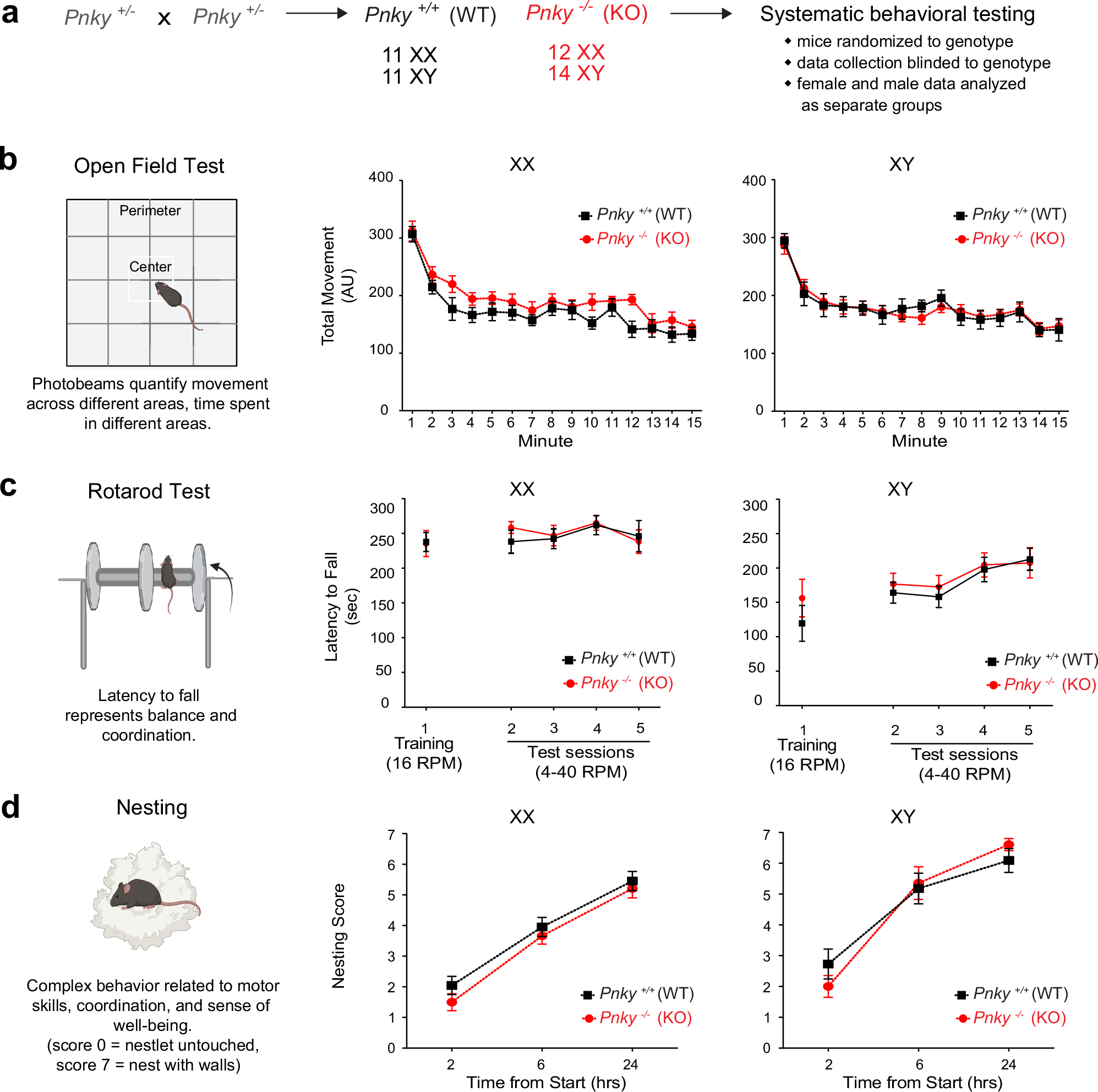 Sex-specific role for the long noncoding RNA Pnky in mouse behavior |  Nature Communications