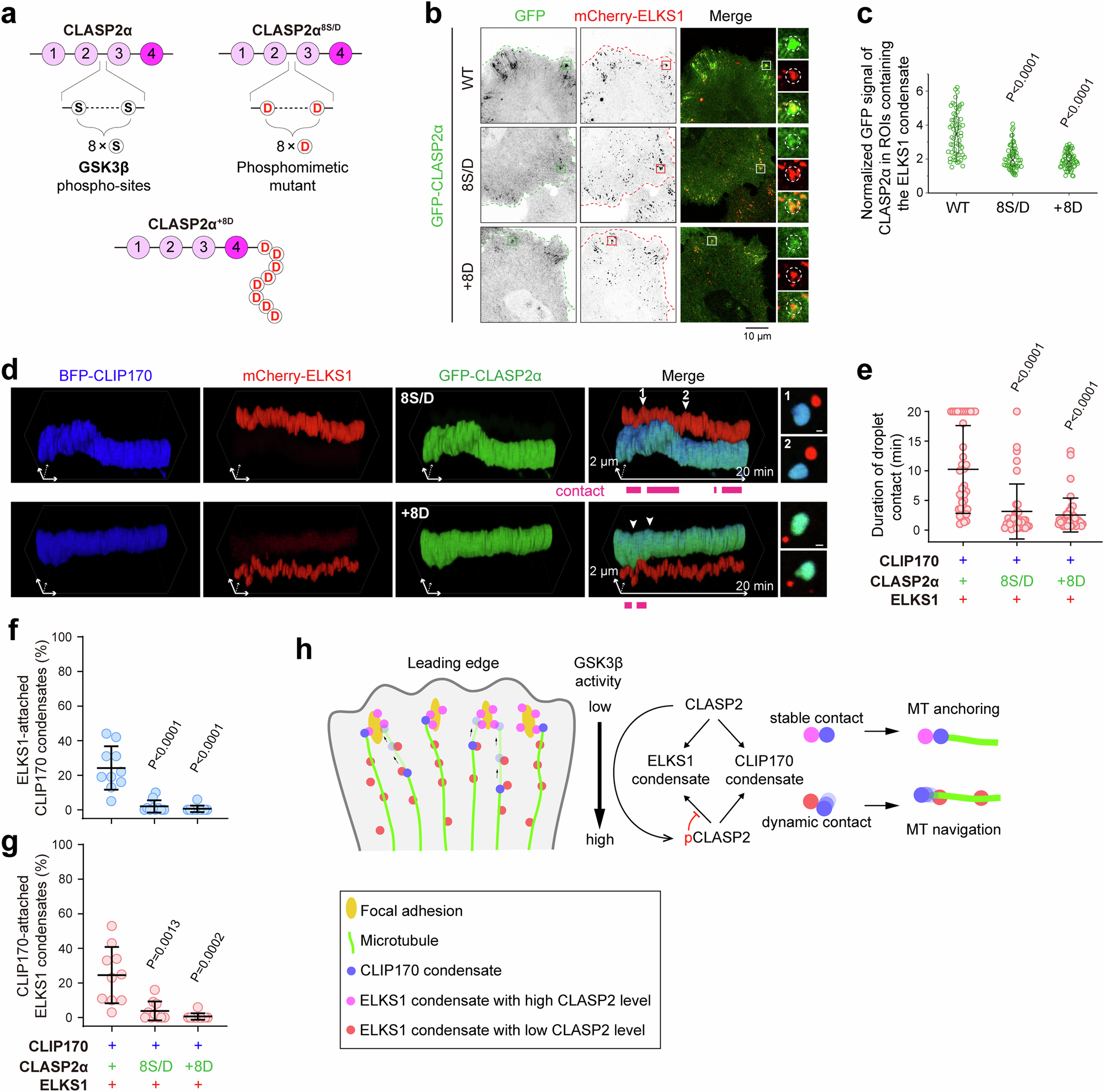 Fig. 7: Phosphorylation of CLASP2 regulates condensate attachment for cortical MT organization.