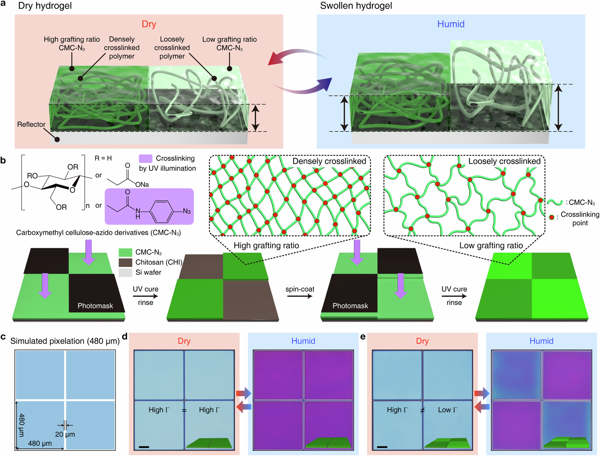 Chemically and geometrically programmable photoreactive polymers for  transformational humidity-sensitive full-color devices | Nature  Communications