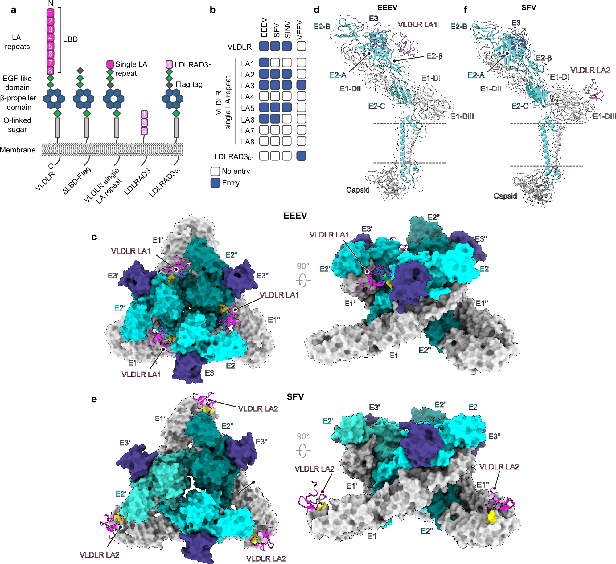 Structural basis for VLDLR recognition by eastern equine 