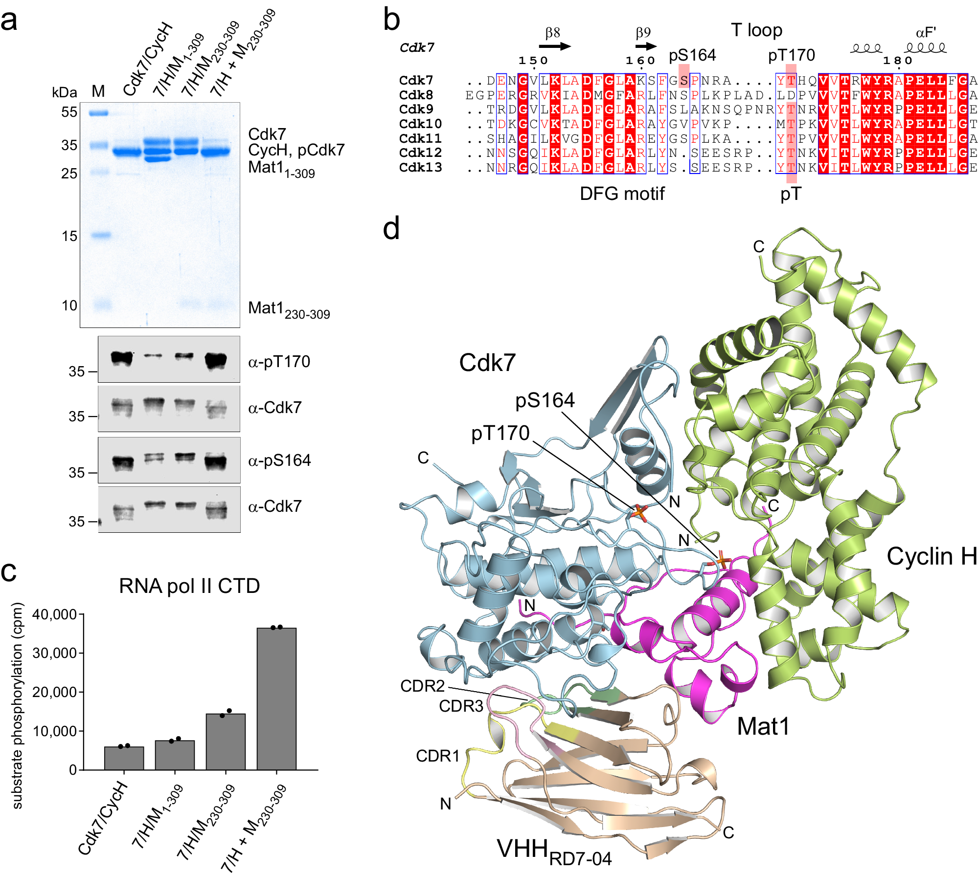 Structural basis of Cdk7 activation by dual T-loop phosphorylation | Nature Communications structural-basis-of-cdk7-activation-by-dual-t-loop-phosphorylation-nature-communications