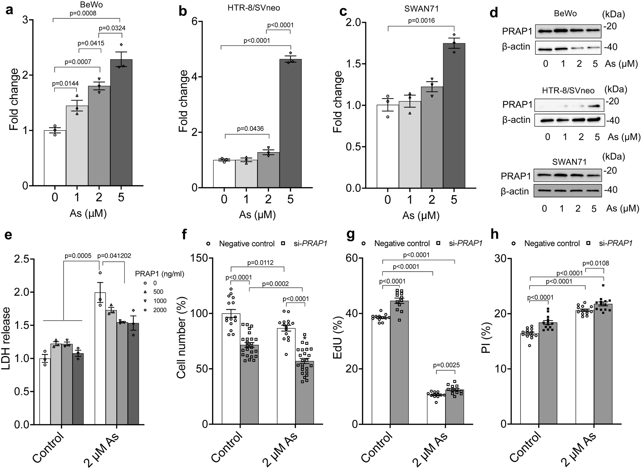 Fig. 6: Validation of Prap1 expression in human placental cells.