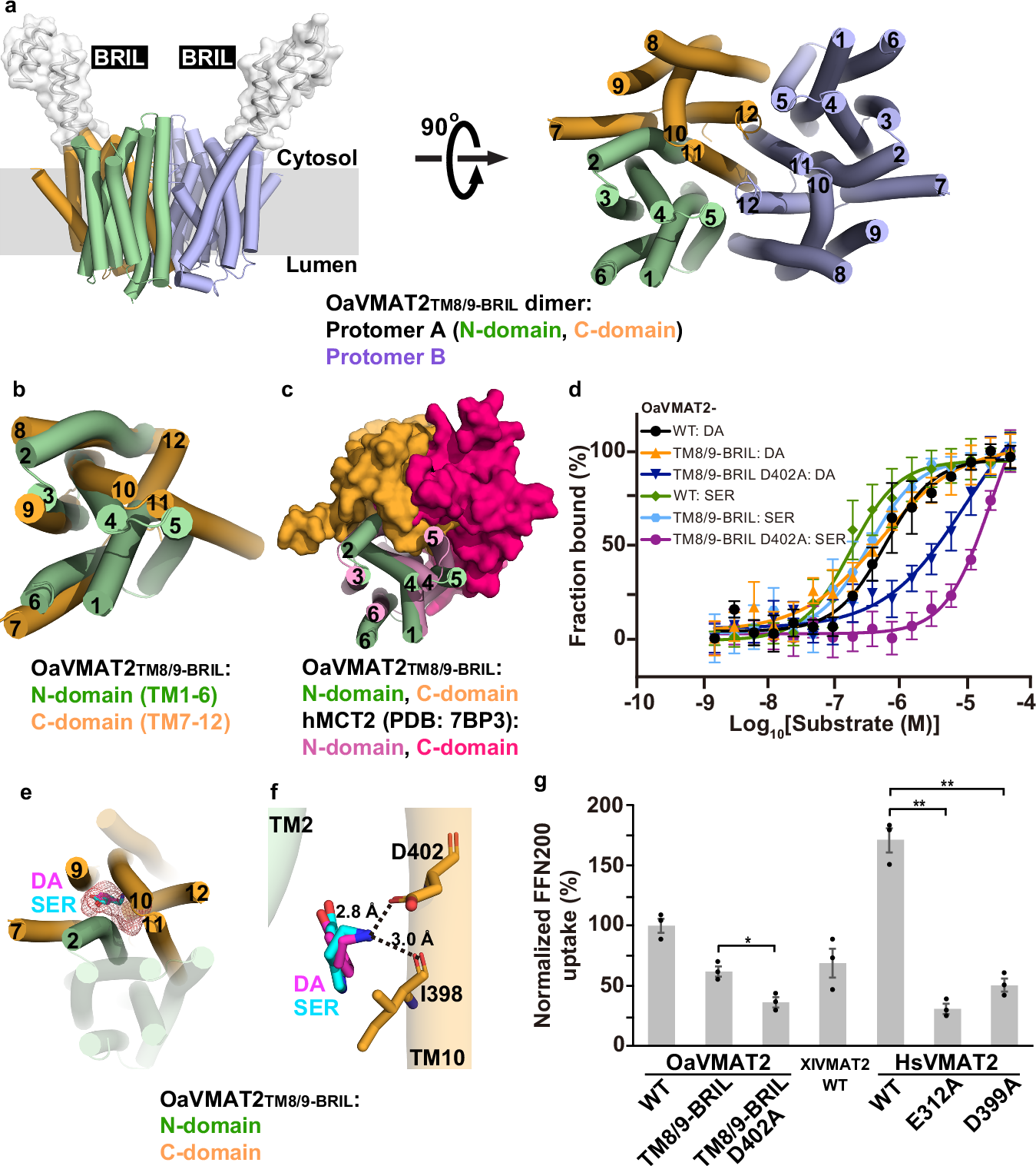 Engineering of a mammalian VMAT2 for cryo-EM analysis results in non-canonical protein folding | Nature Communications engineering-of-a-mammalian-vmat2-for-cryo-em-analysis-results-in-non-canonical-protein-folding-nature-communications