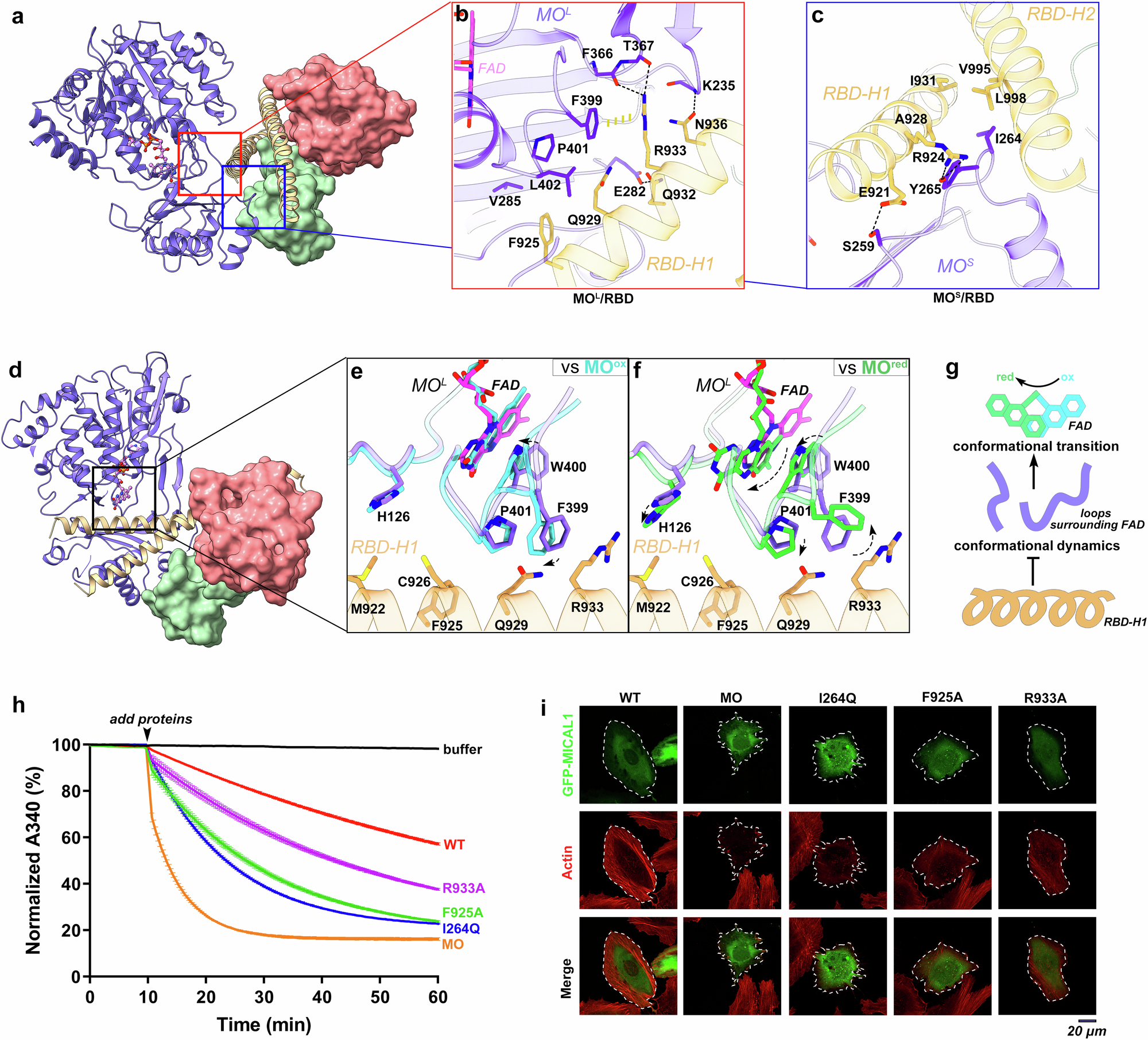 Fig. 2: MO/RBD interaction facilitates the activity inhibition of MICAL1.