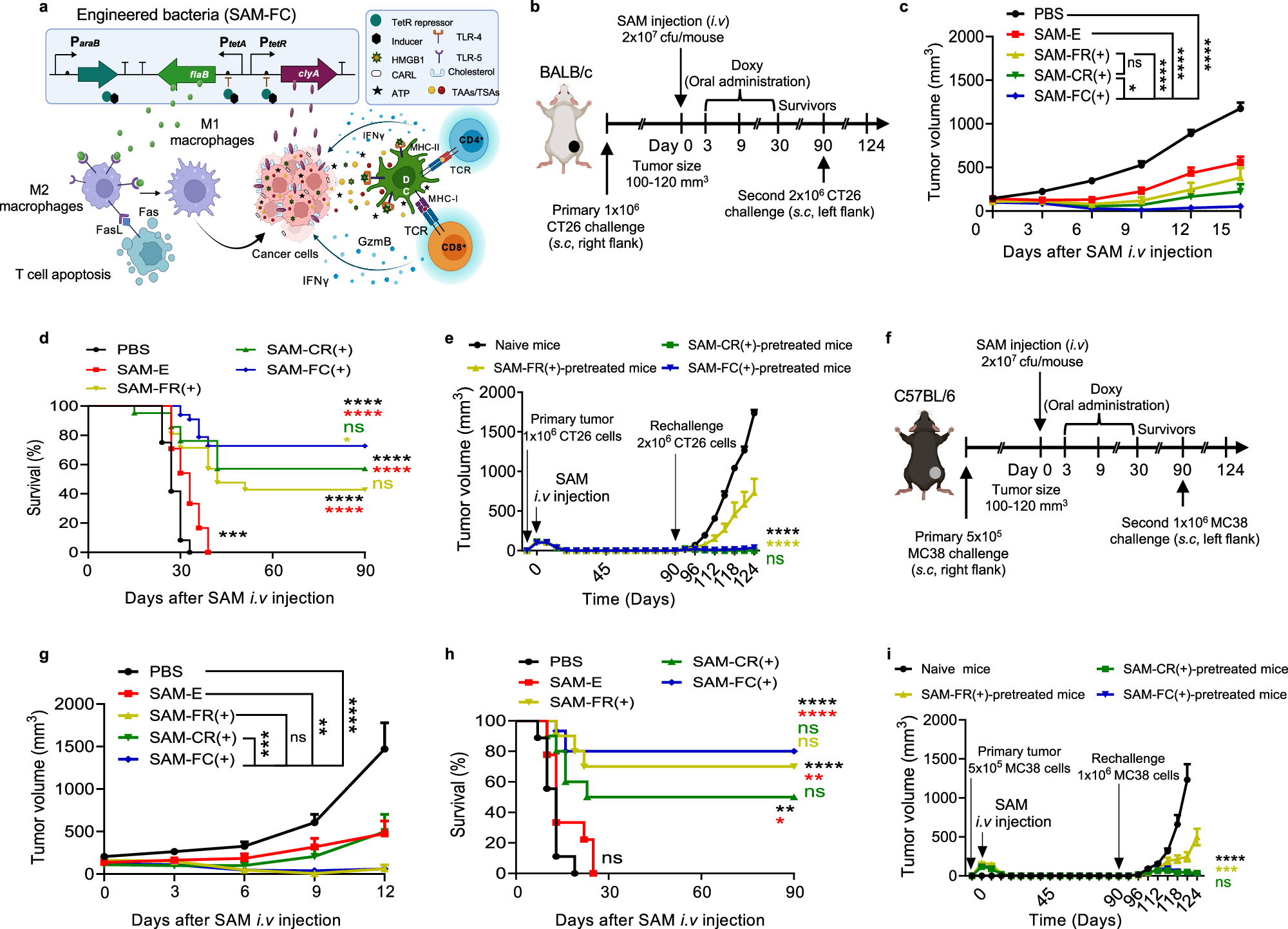 Fig. 1: SAM-FC-mediated induction of tumor regression and long-term immunological memory in tumor-bearing mouse models.