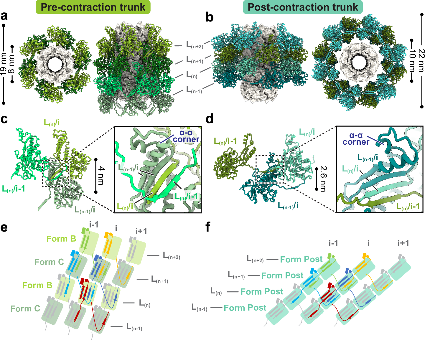 Fig. 5: Structure of trunk sheaths in pre- and post-contraction states.