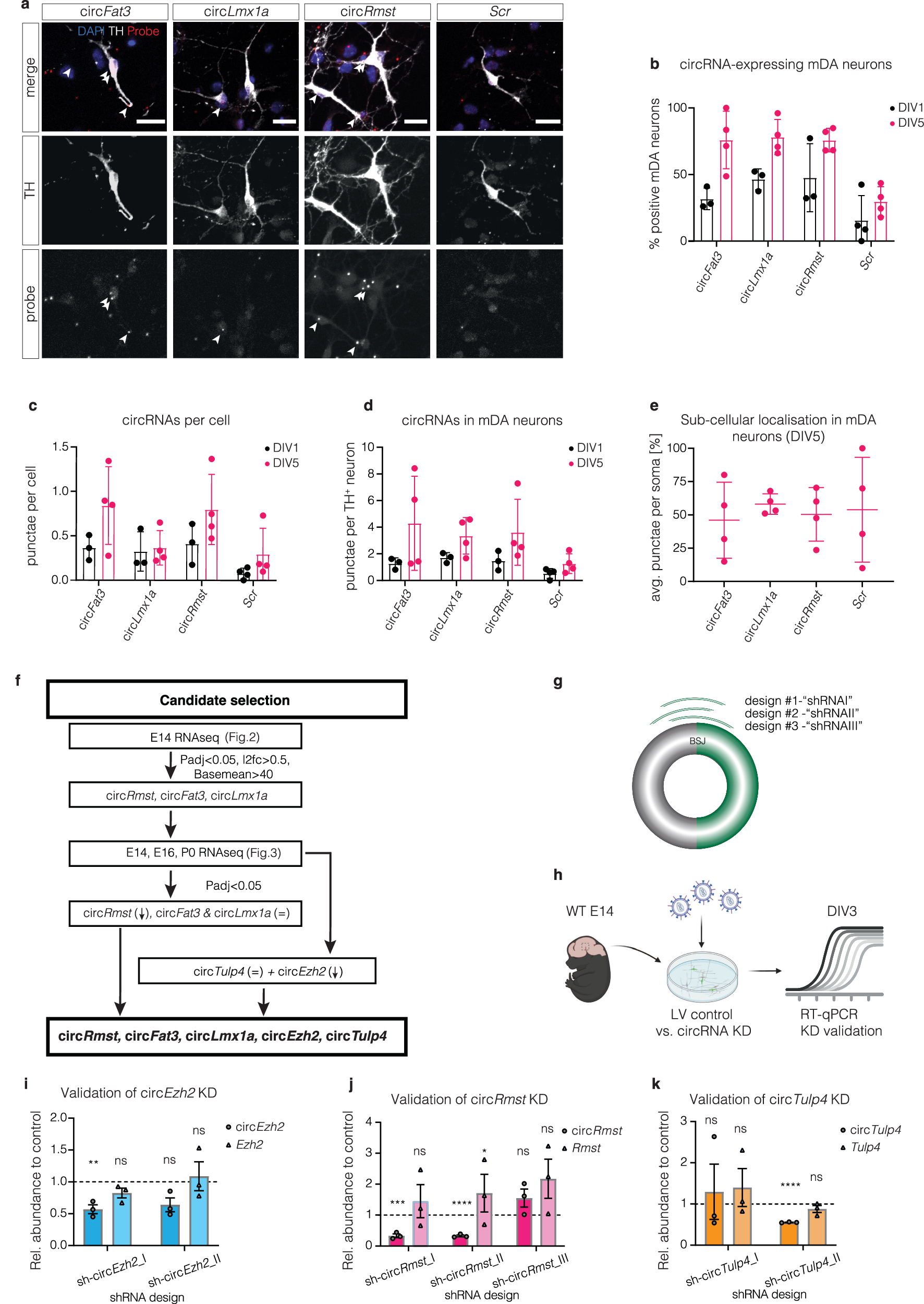 Fig. 4: Subcellular localisation and knockdown of circRNAs in vitro.