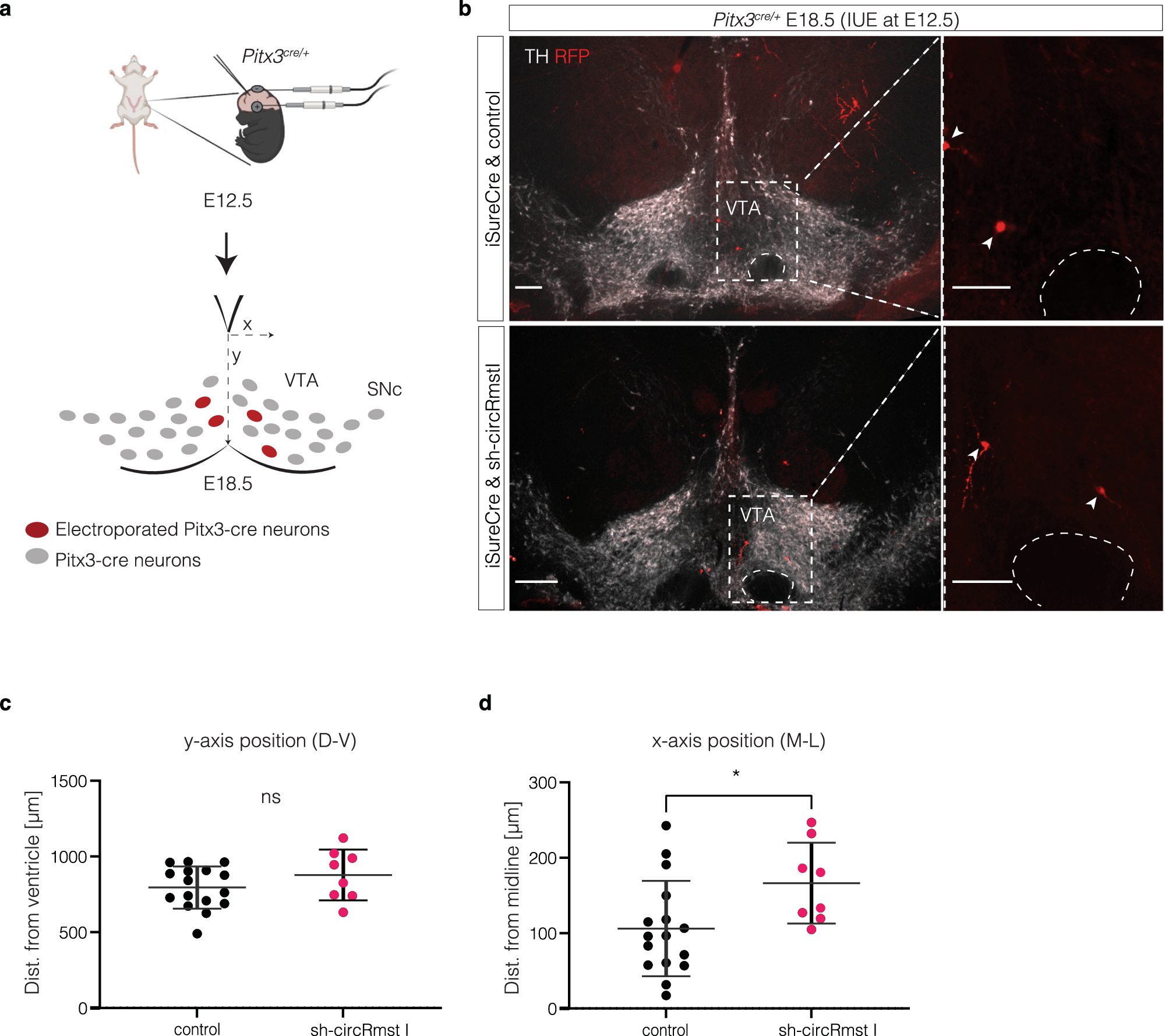 Fig. 9: Analysis of mDA neuron positioning after in vivo circRmst knockdown.
