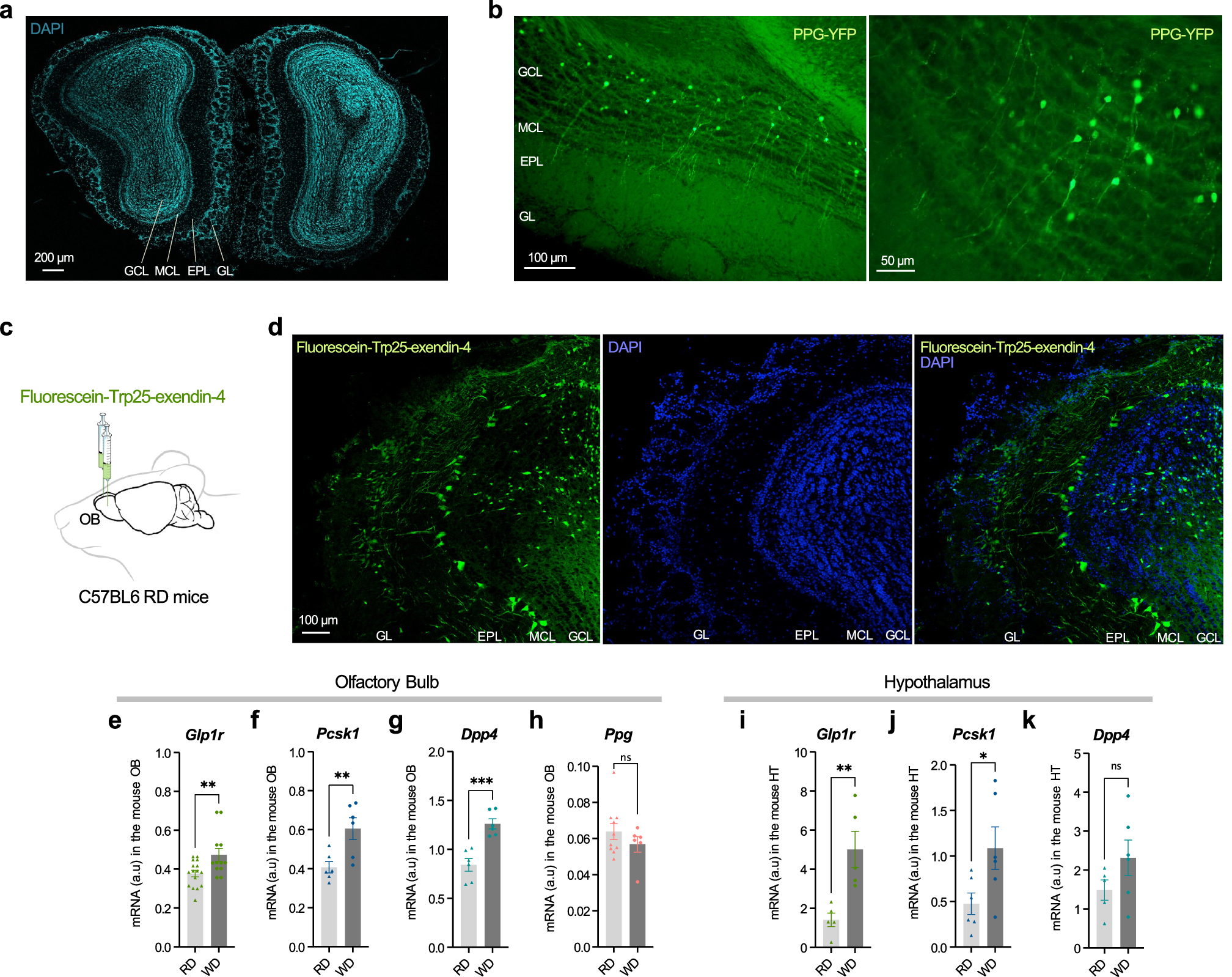 Molecular Imaging with 123I-FIAU, 18F-FUdR, 18F-FET, and 18F-FDG for  Monitoring Herpes Simplex Virus Type 1 Thymidine Kinase and Ganciclovir  Prodrug Activation Gene Therapy of Cancer | Journal of Nuclear Medicine, image size:2016x1598