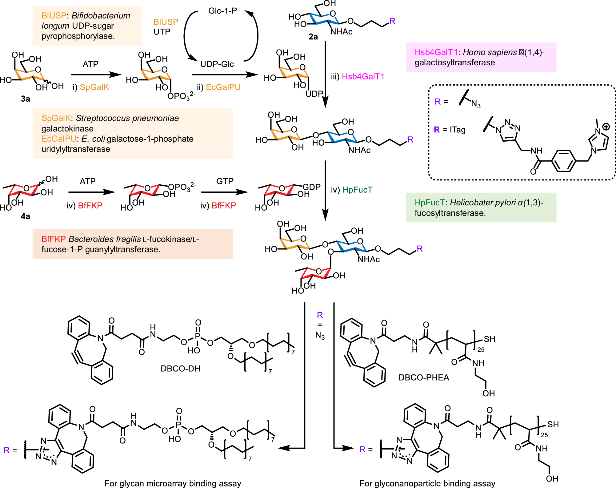 Fig. 2: General enzymatic synthesis of Lewisx glycofluoroforms.