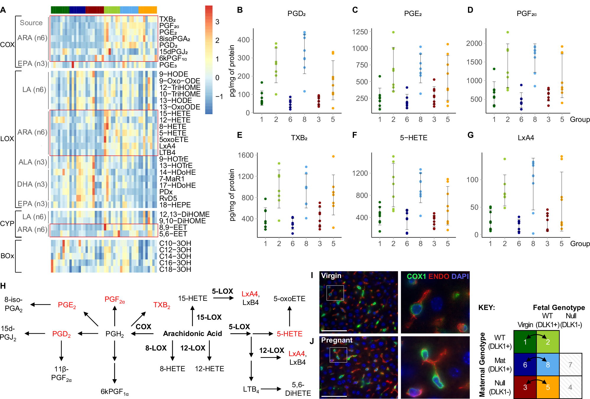 Fig. 4: Hepatic profile of PUFA metabolites in virgin and pregnant mice.