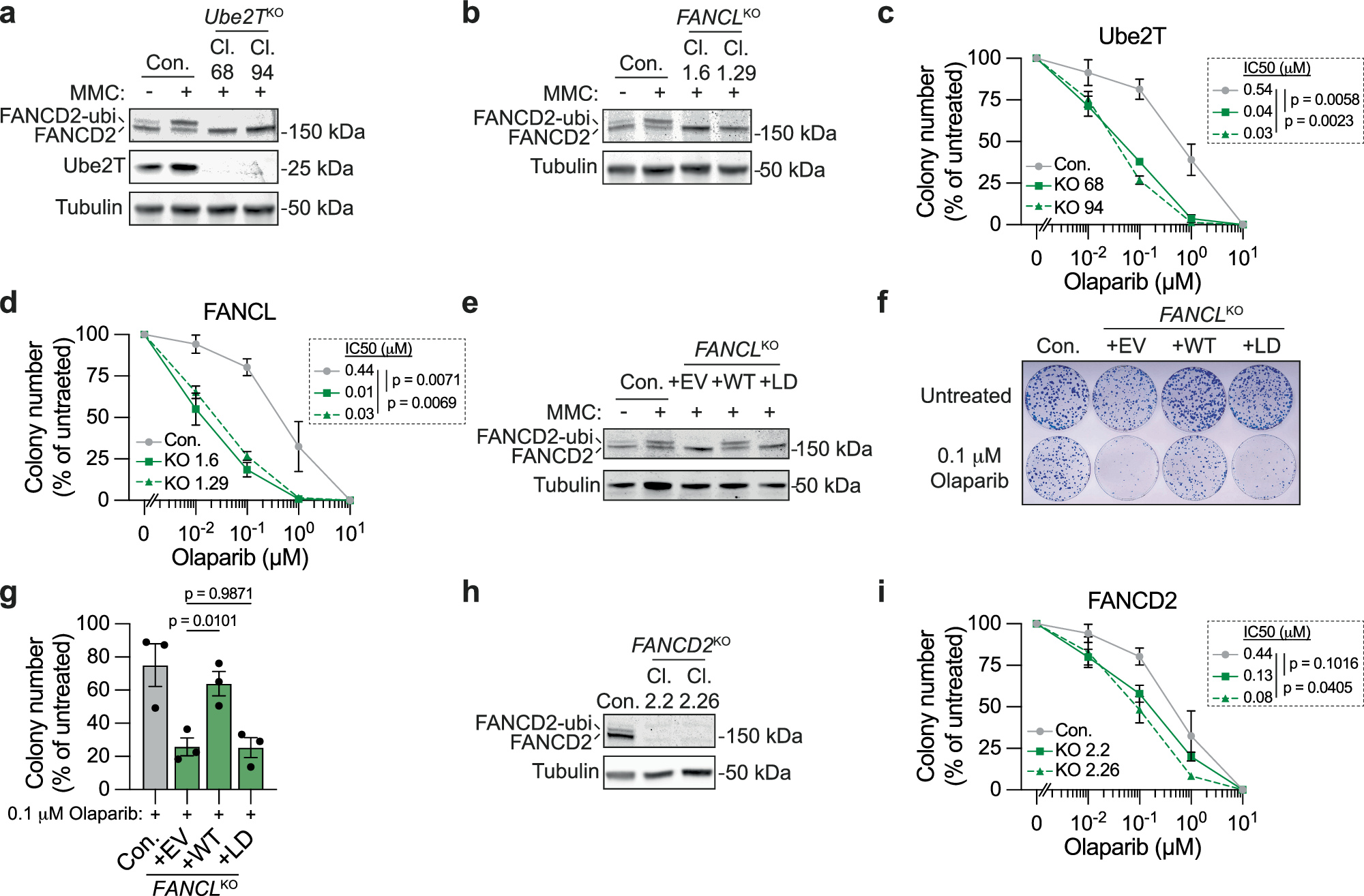 Fig. 3: Loss of Ube2T, FANCL and FANCD2 sensitizes cells to PARP inhibitor-induced toxicity.