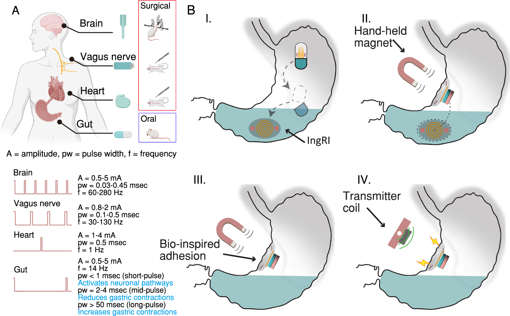 An ingestible, battery-free, tissue-adhering robotic interface for 