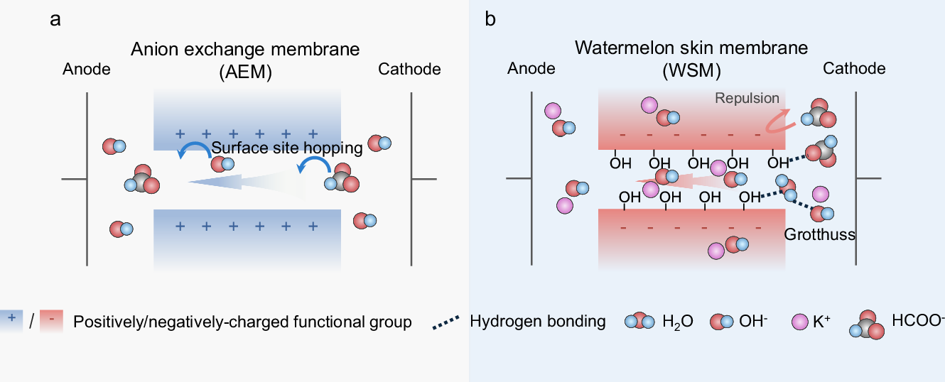 Fig. 1: Illustration of the ion transport mechanisms.