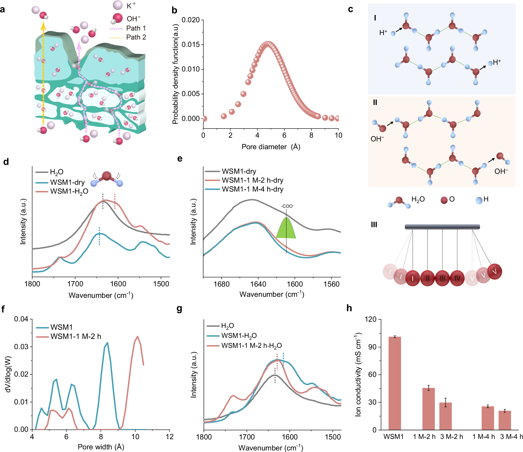 Fig. 3: Ion-transport channels in the cell wall.