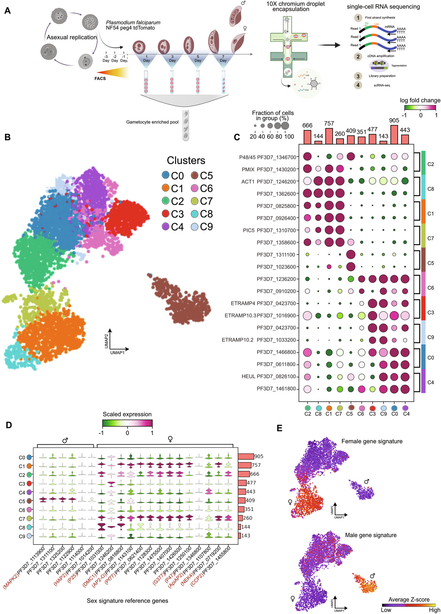 Fig. 1: Single-cell transcriptomics targeting the P. falciparum sexual stages.