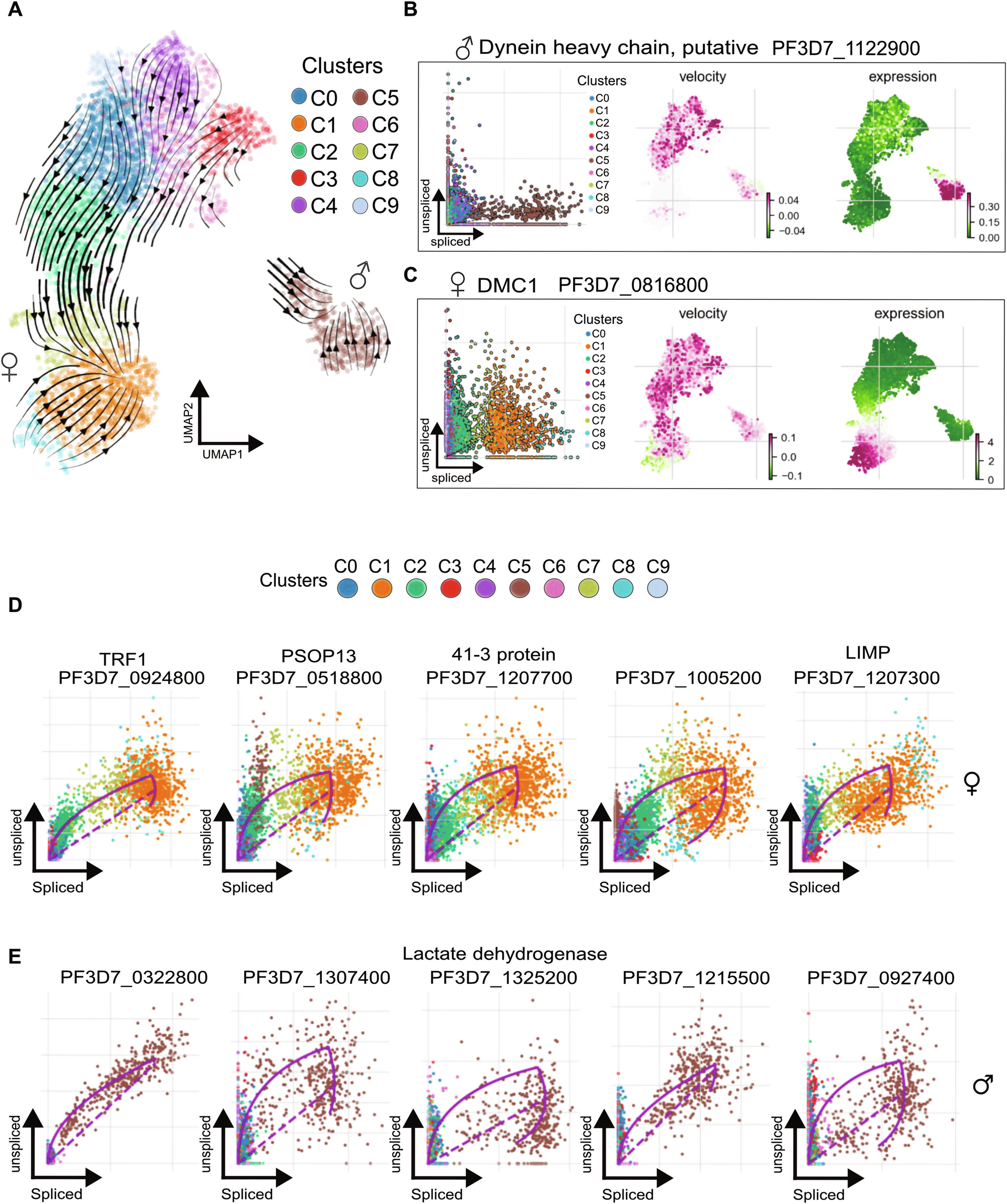 Fig. 3: Implementation of RNA velocity to delineate cell fate through splicing kinetics.