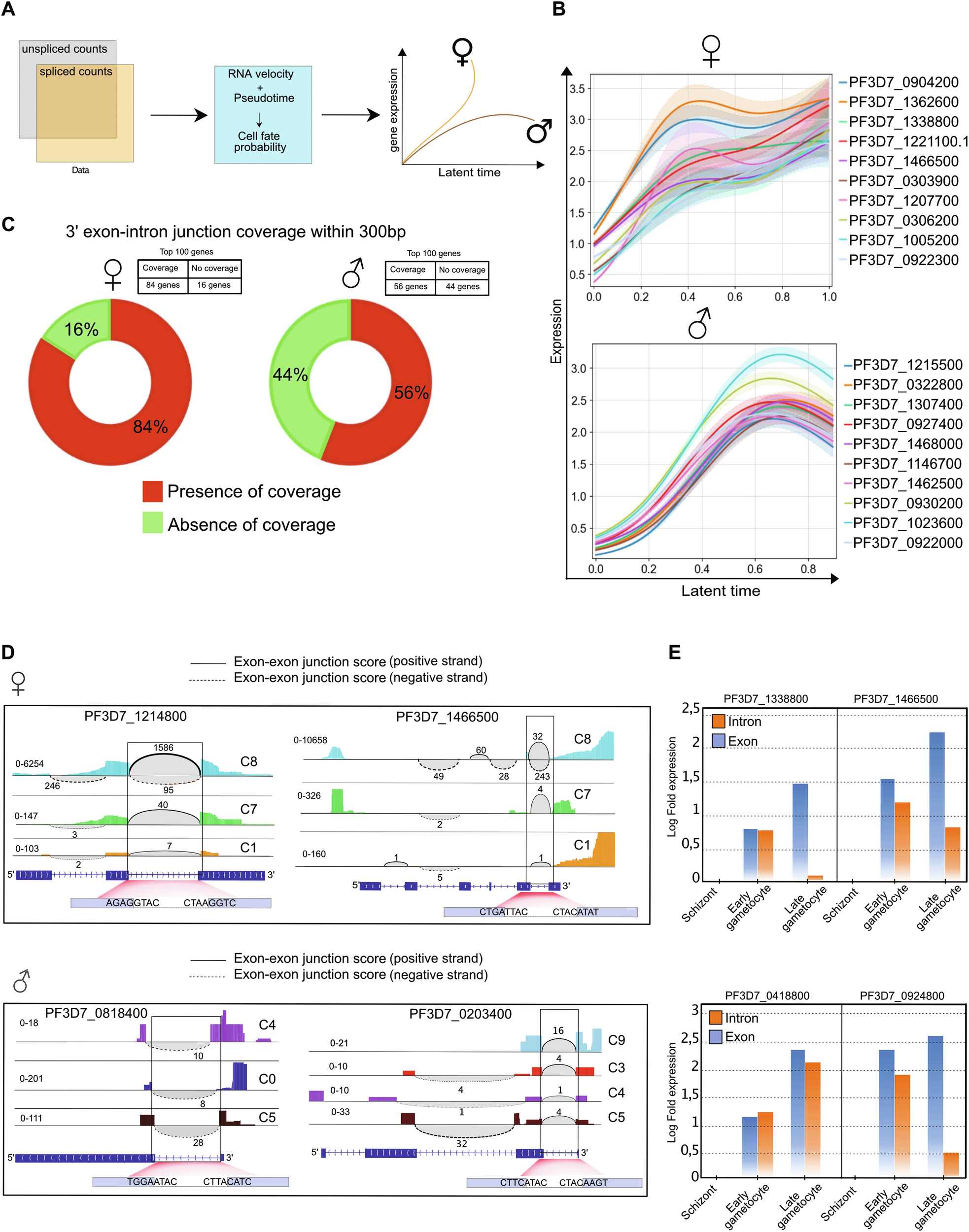 Fig. 4: Gametocyte cell fate determination using RNA velocity and cell-cell similarity to infer lineage-specific putative driver genes.