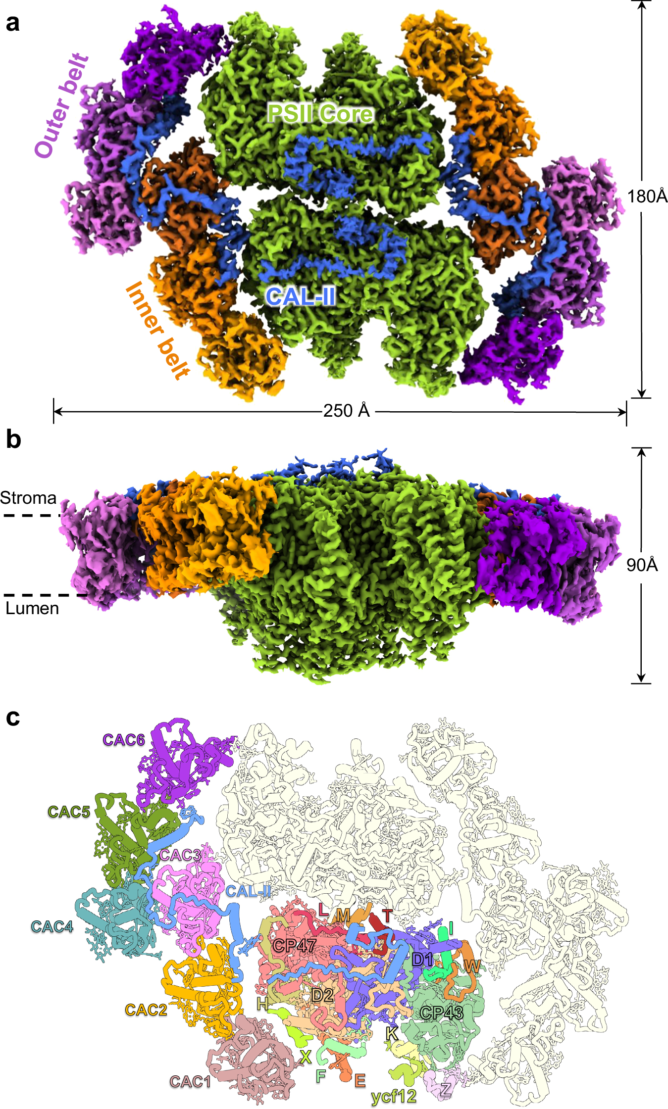 Fig. 1: Overall structure of RsPSII-CAC.