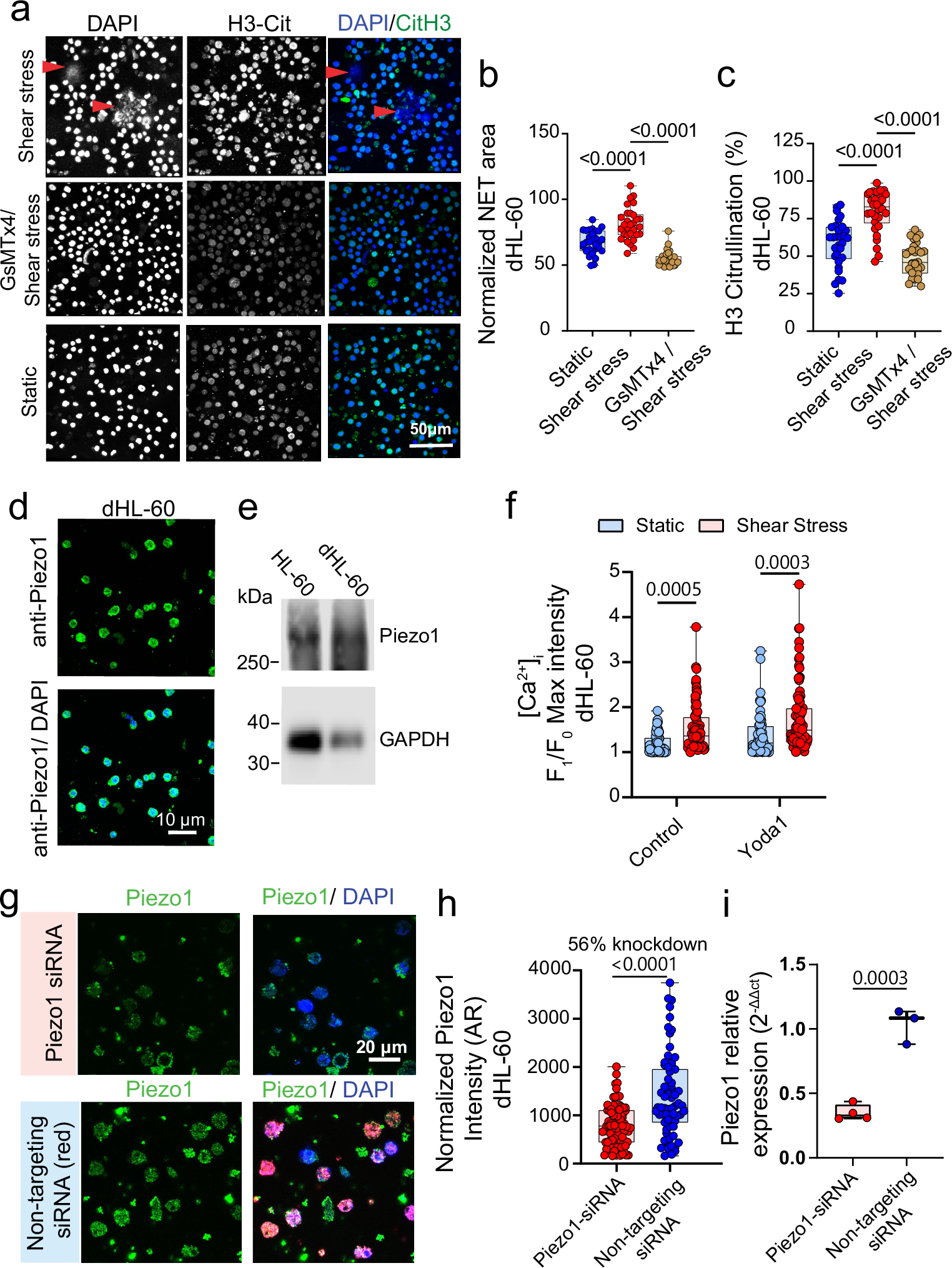 Fig. 6: Piezo1 is essential for shear-induced NETosis in dHL-60 cells.