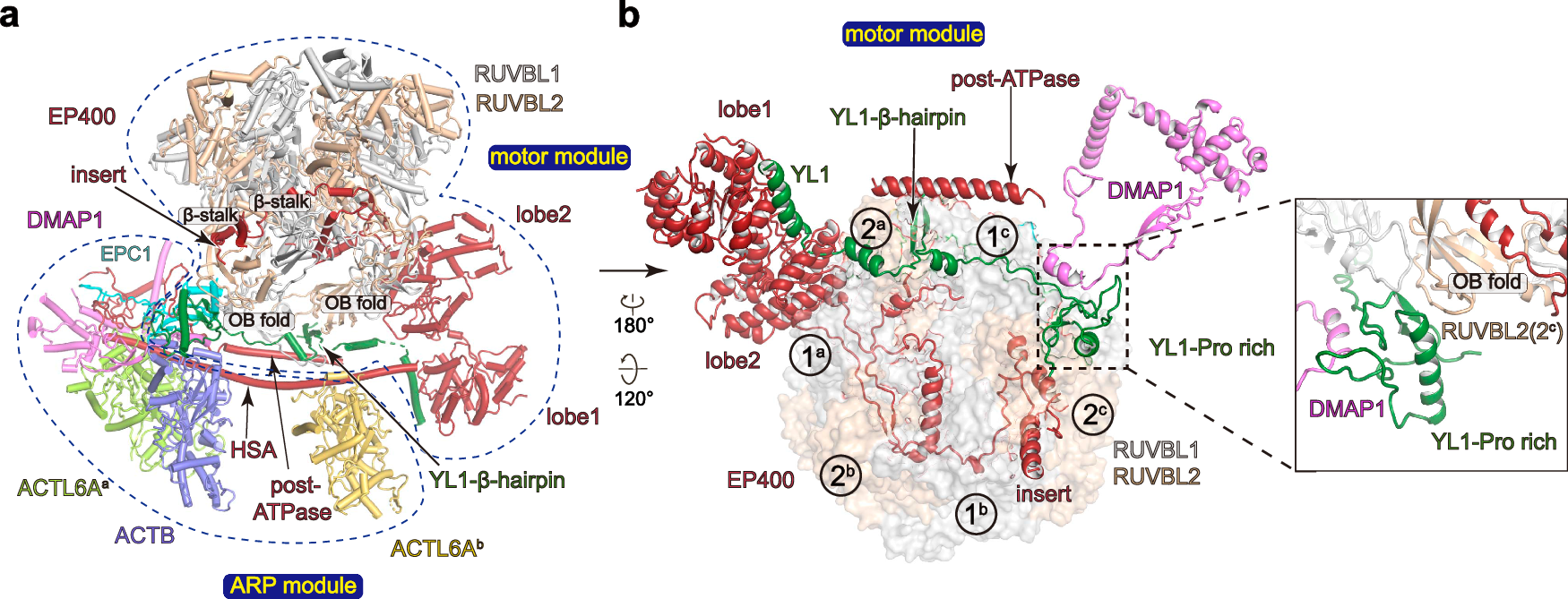 Fig. 2: Structure of the core subcomplex.