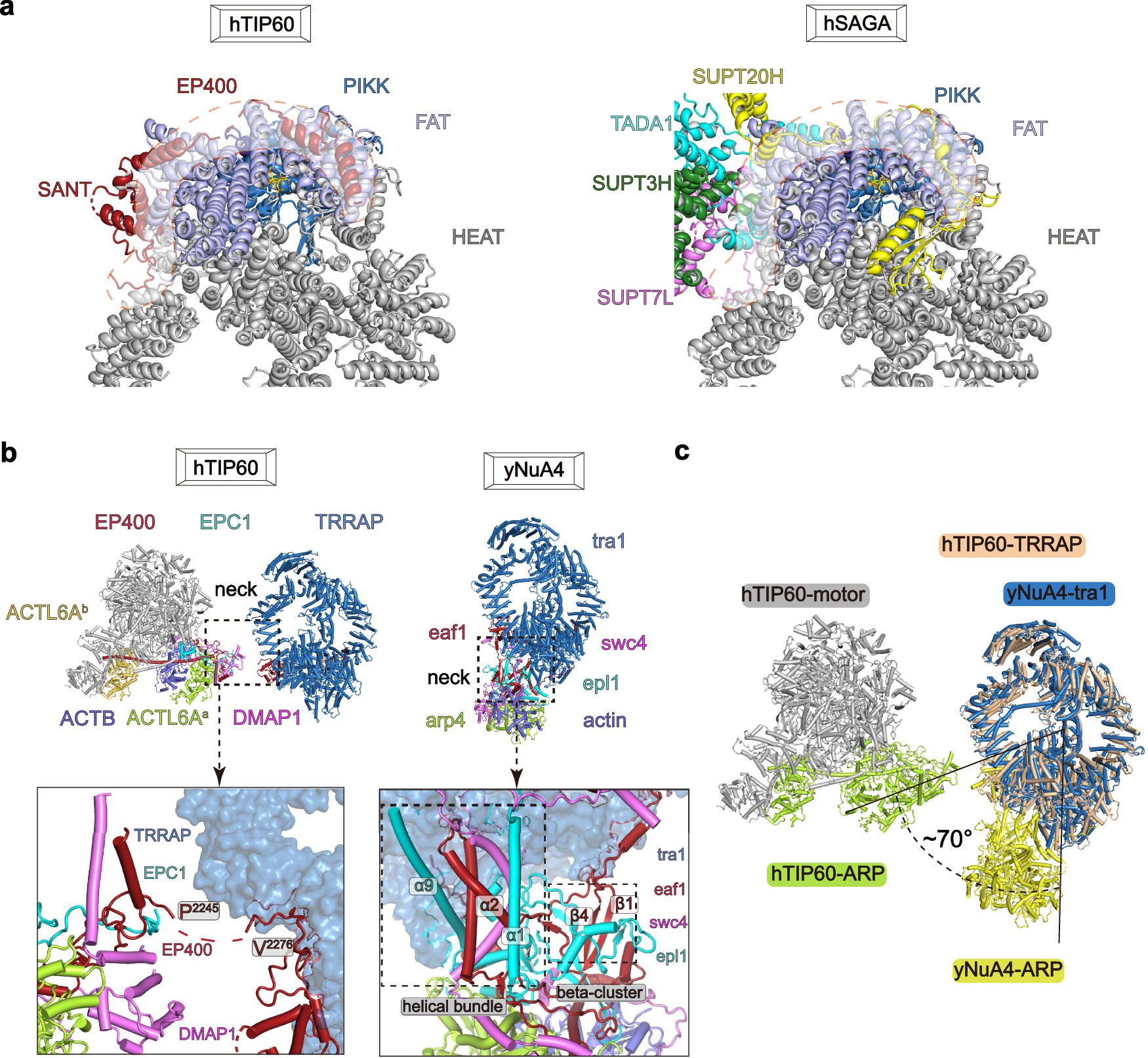 Fig. 4: Structure of the TRRAP module of hTIP60 and its comparison with other complexes.