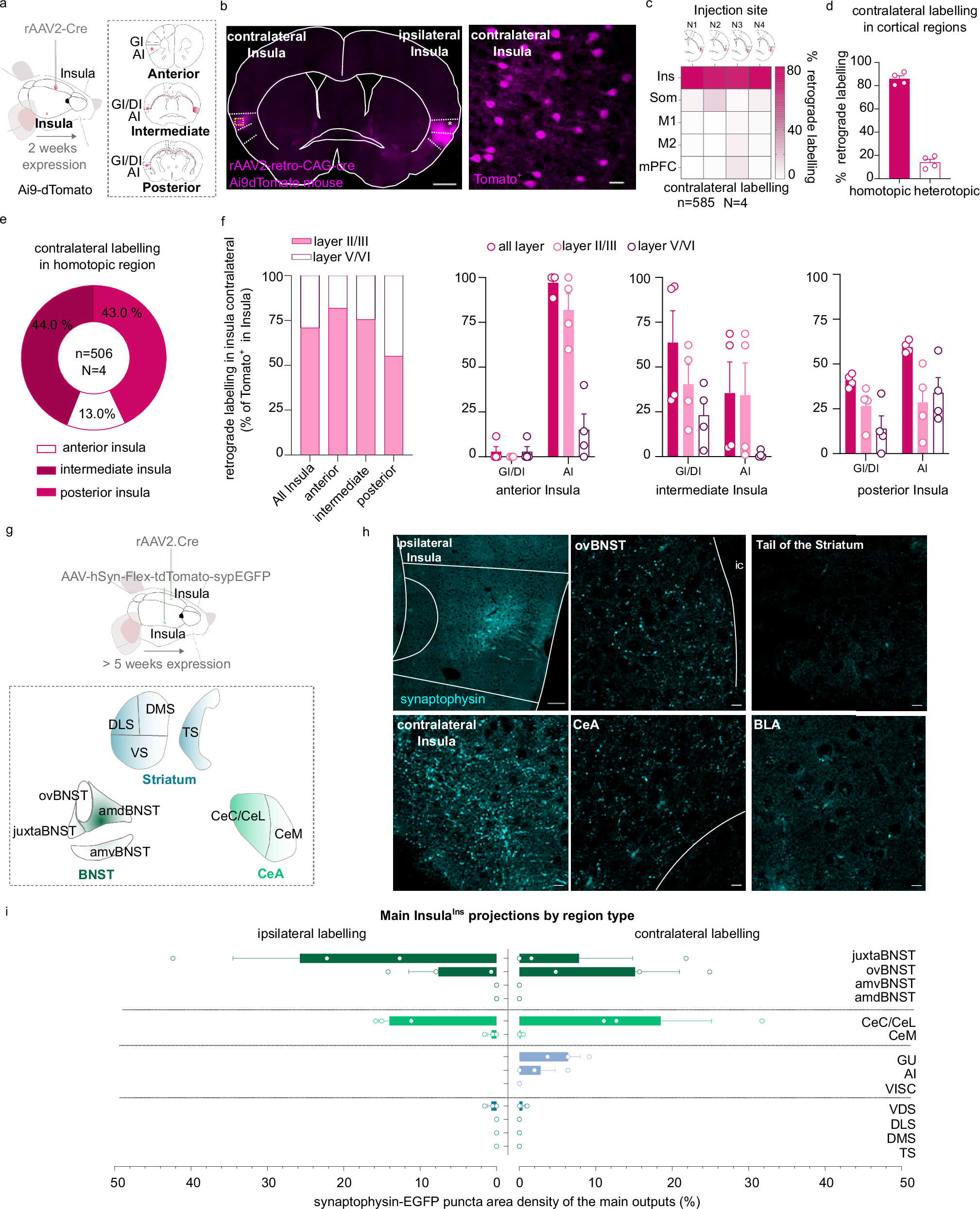 Fig. 1: Anatomical characterization of an Insula interhemispheric neuronal subpopulation.