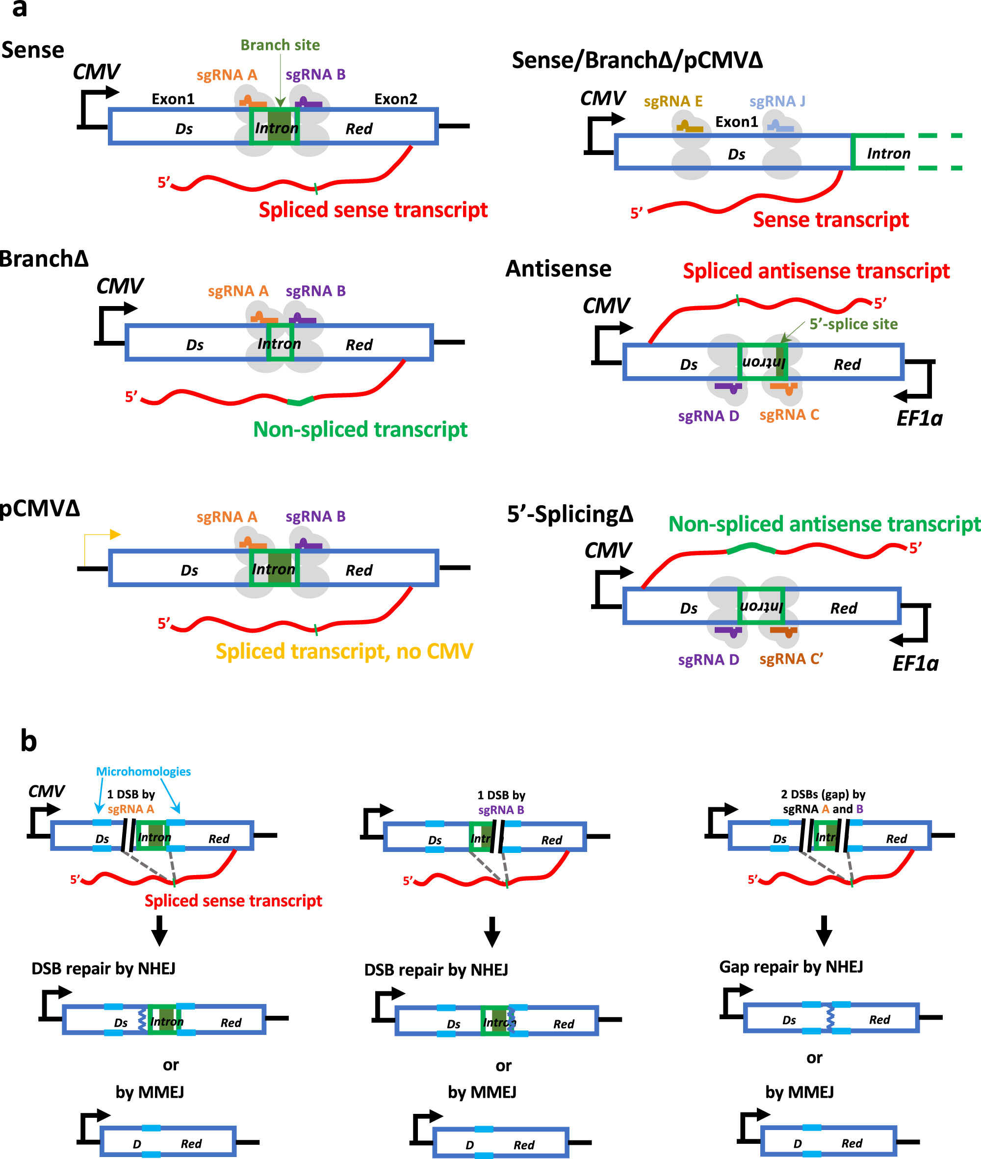 DNA修復におけるRNAの意外な役割(RNA’s Surprising Role in DNA Repair)