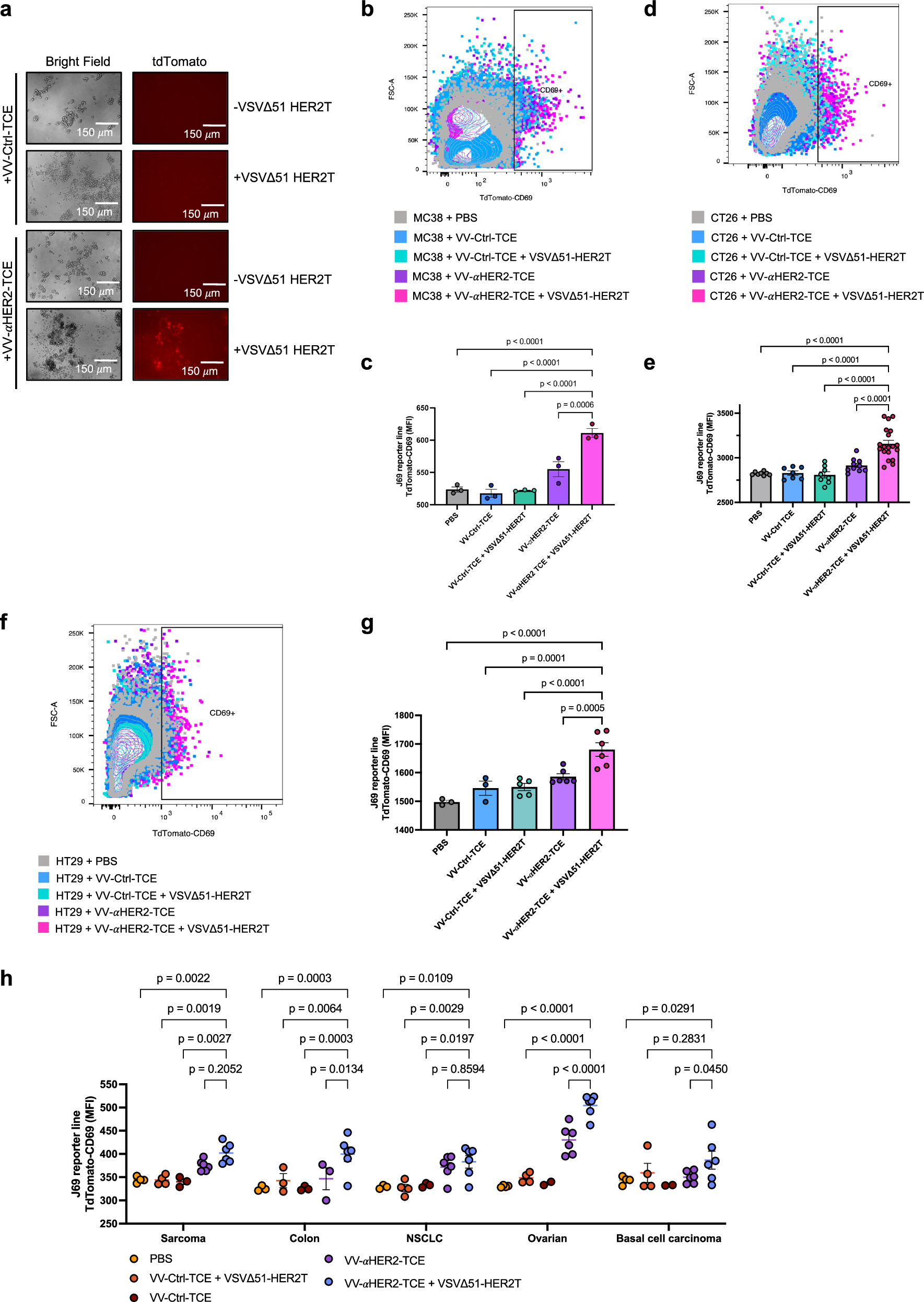 Fig. 3: Infection of tumours with VV-αHER2-TCE ex vivo leads to T-cell activation when combined with VSVΔ51-HER2.