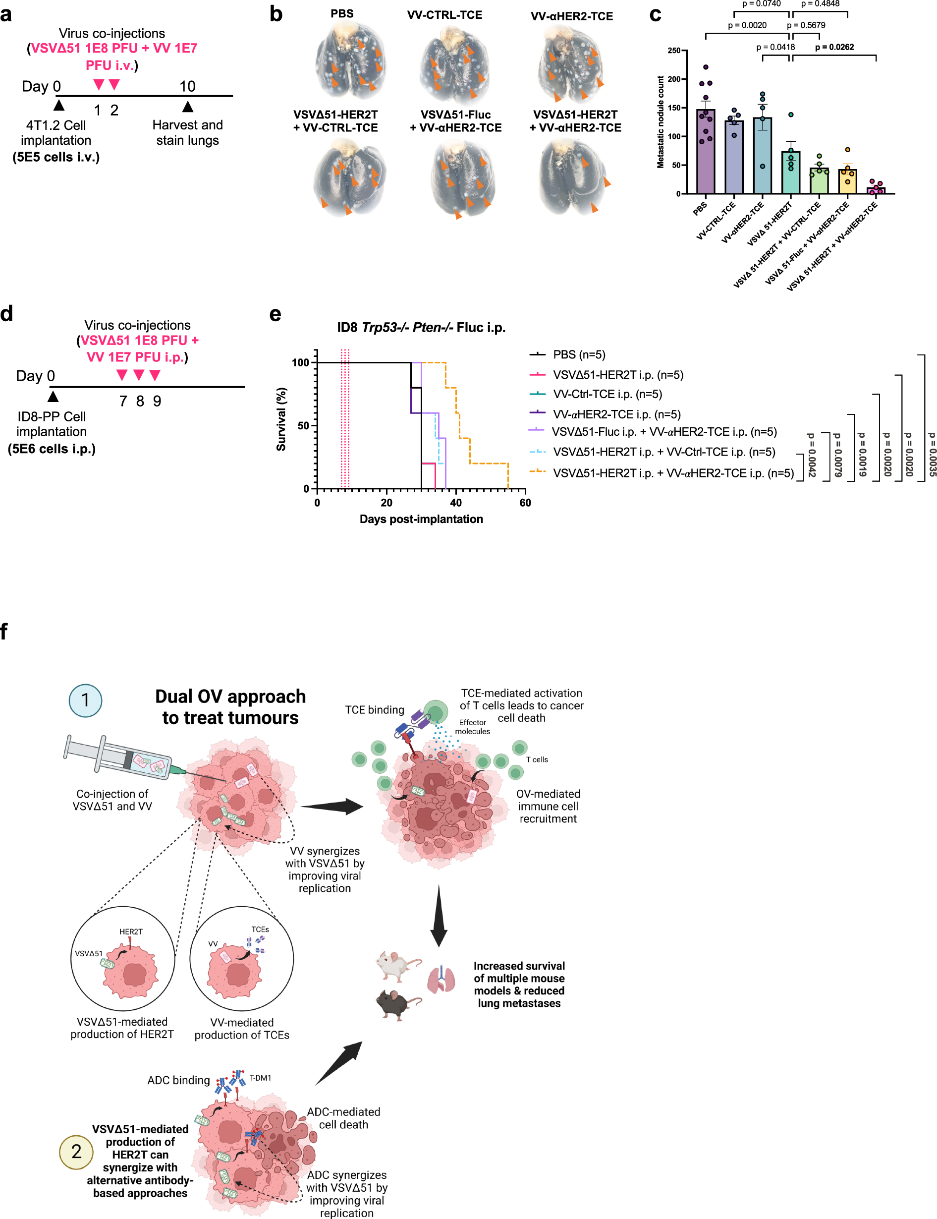 Fig. 6: Treatment of tumour-bearing mice with VV-αHER2-TCE and VSVΔ51-HER2T prolongs overall survival and reduces lung metastases in disseminated disease models.