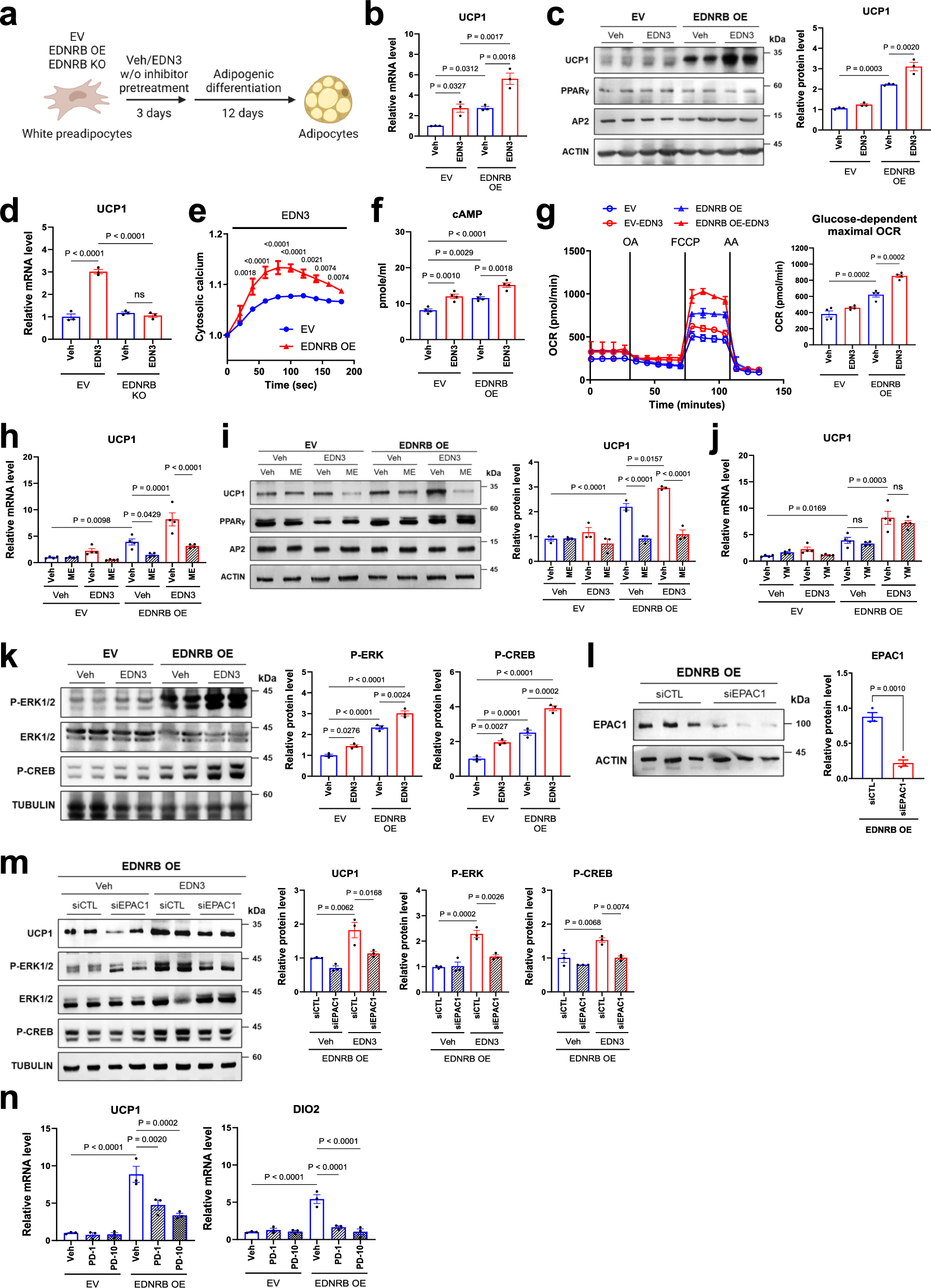 Fig. 2: EDN3-EDNRB signaling promotes thermogenic differentiation of white adipocytes in vitro.