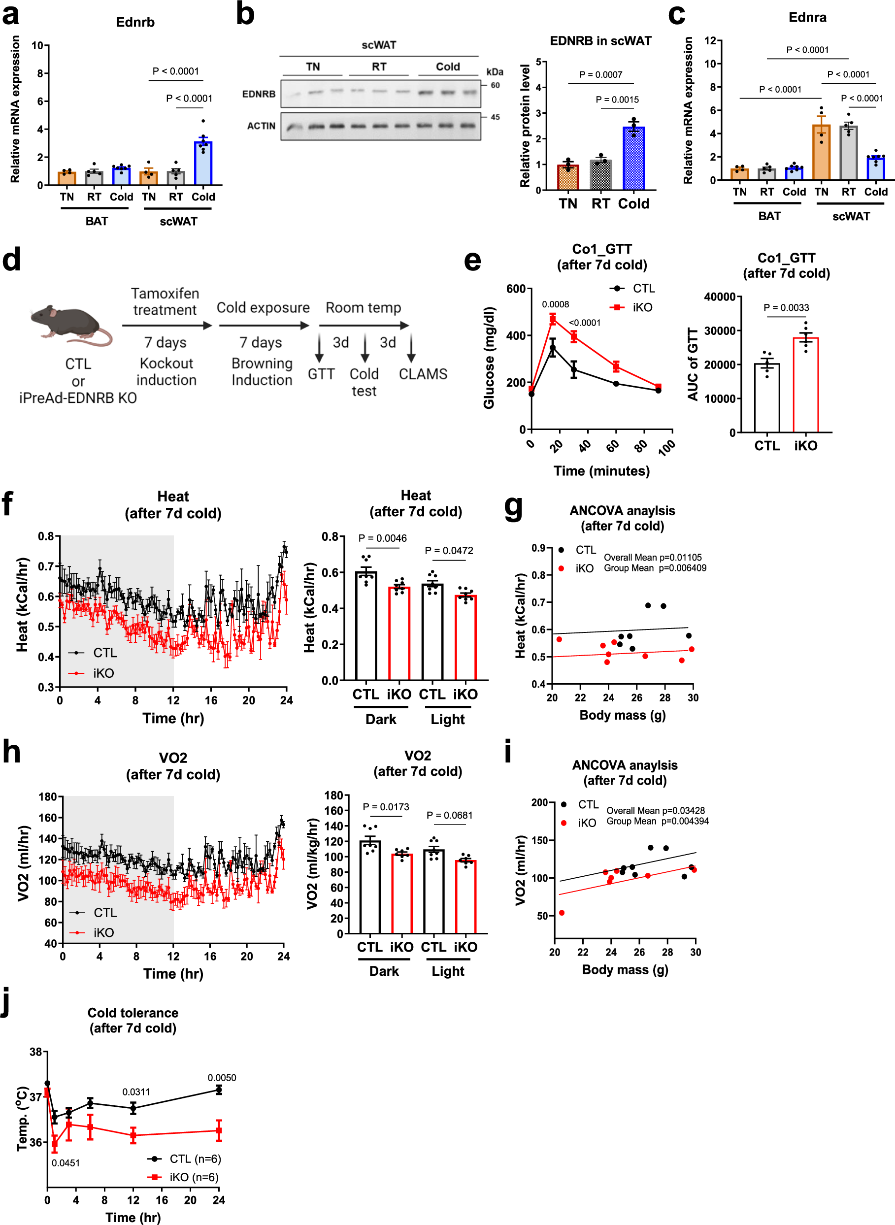 Fig. 3: Loss of EDNRB in adipose progenitor cells causes glucose and cold intolerance in mice.