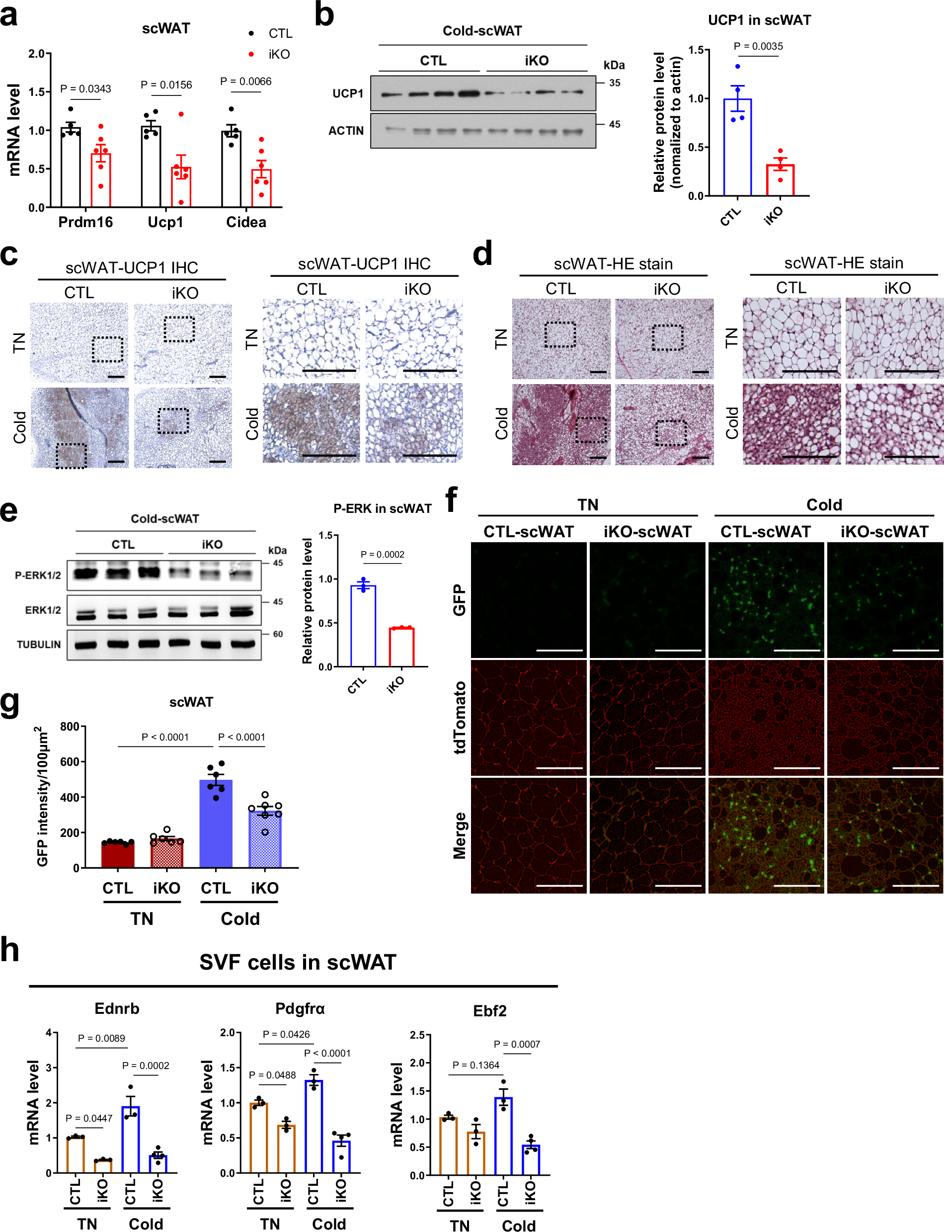 Fig. 4: Loss of EDNRB in adipose progenitor cells impairs cold-induced thermogenic differentiation in scWAT.