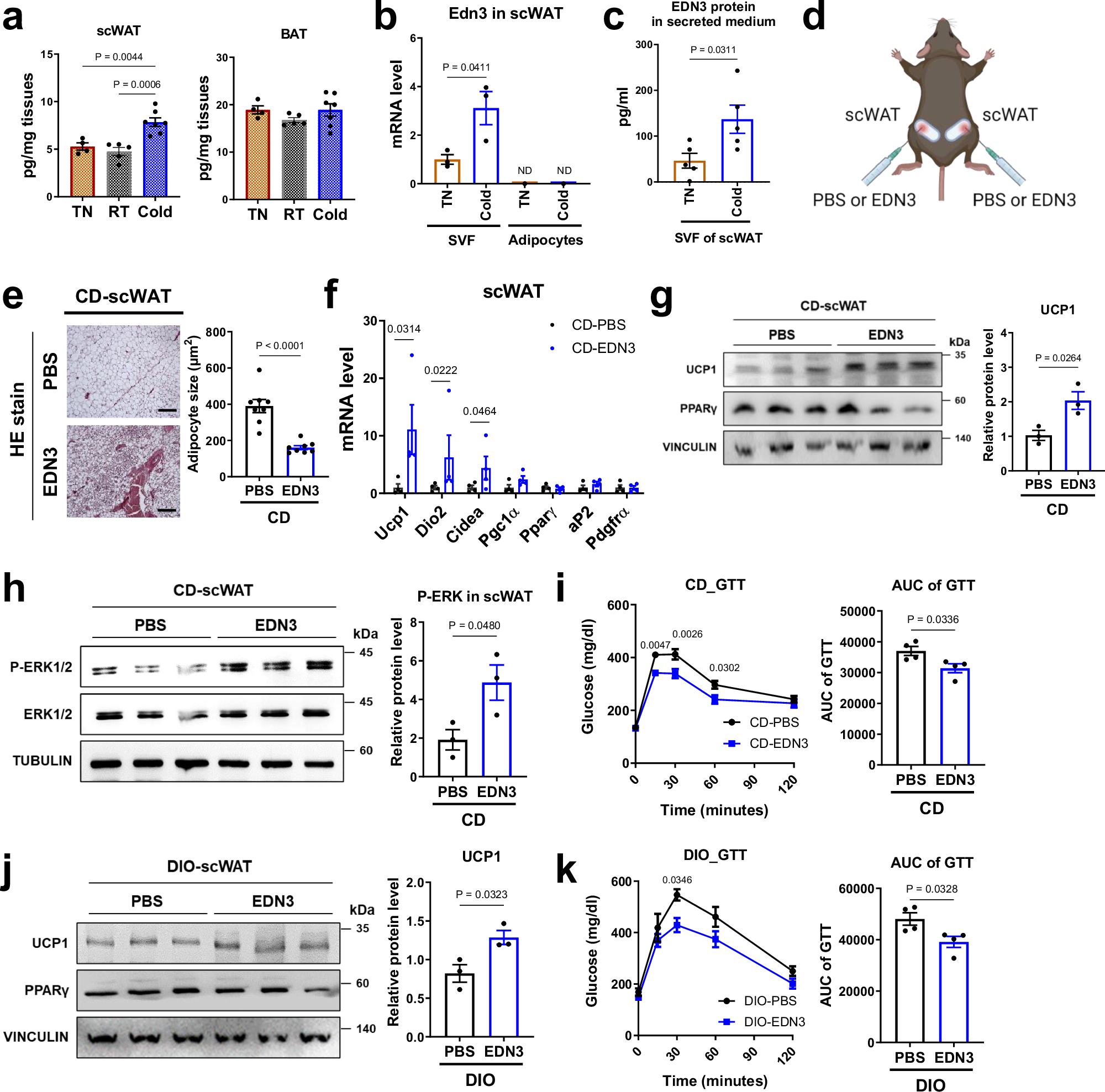 Fig. 6: EDN3-EDNRB signaling promotes thermogenic differentiation of progenitor cells in scWAT and benefits metabolism.